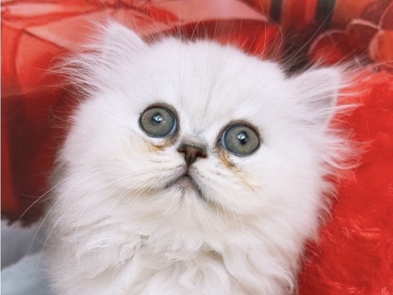 沖縄県のペルシャ (ペッツワンFCサンプラザ糸満店/2025年10月8日生まれ/男の子/チンチラシルバー)の子猫