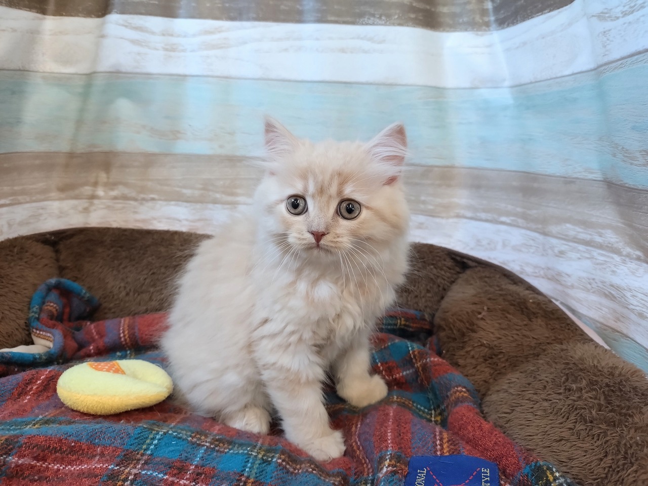 群馬県のスコティッシュフォールド (ペッツワン青柳店/2026年1月9日生まれ/女の子/クリーム)の子猫の2枚目の画像