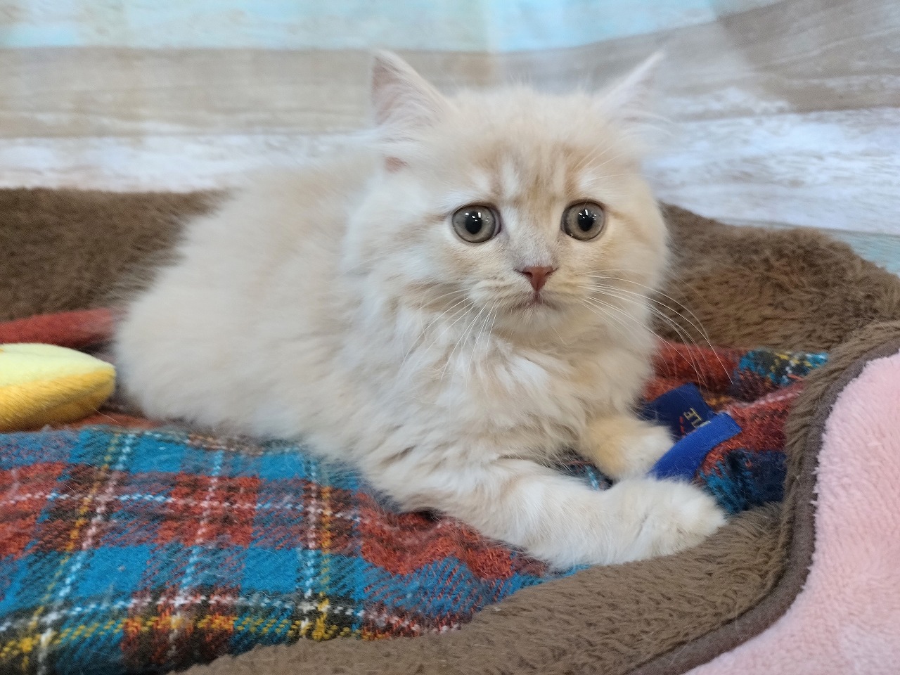 群馬県のスコティッシュフォールド (ペッツワン青柳店/2026年1月9日生まれ/女の子/クリーム)の子猫の1枚目の画像