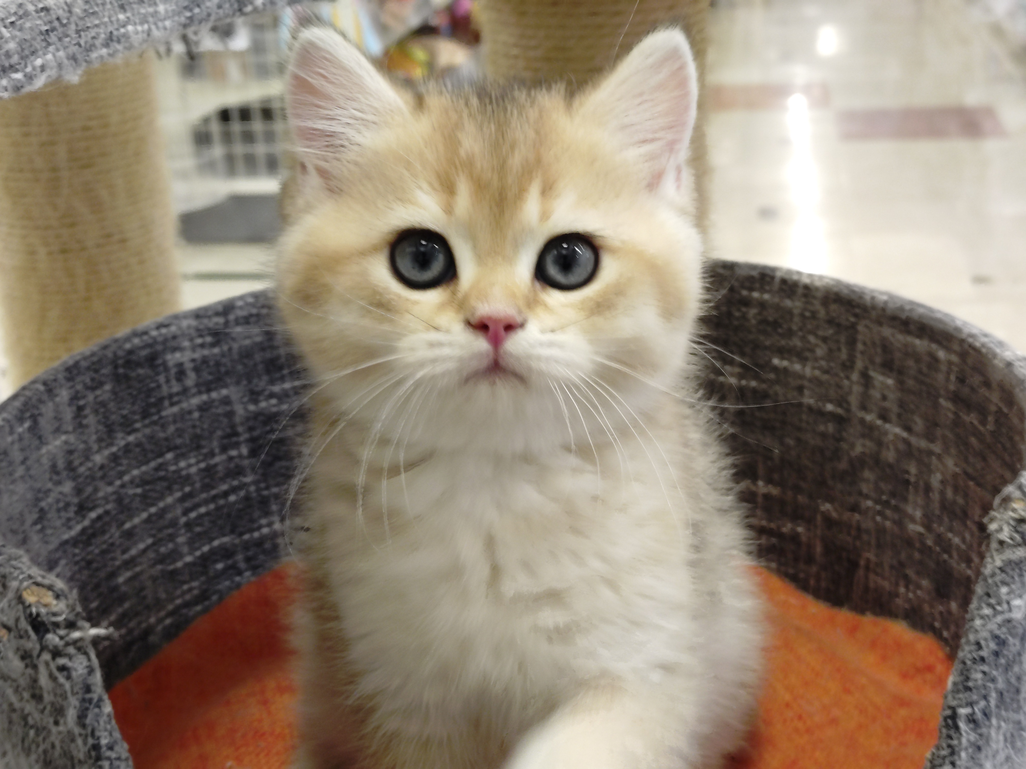 岐阜県のブリティッシュショートヘアー (ペッツワン関店/2026年2月5日生まれ/男の子/ブラックゴールデンシェーデット)の子猫