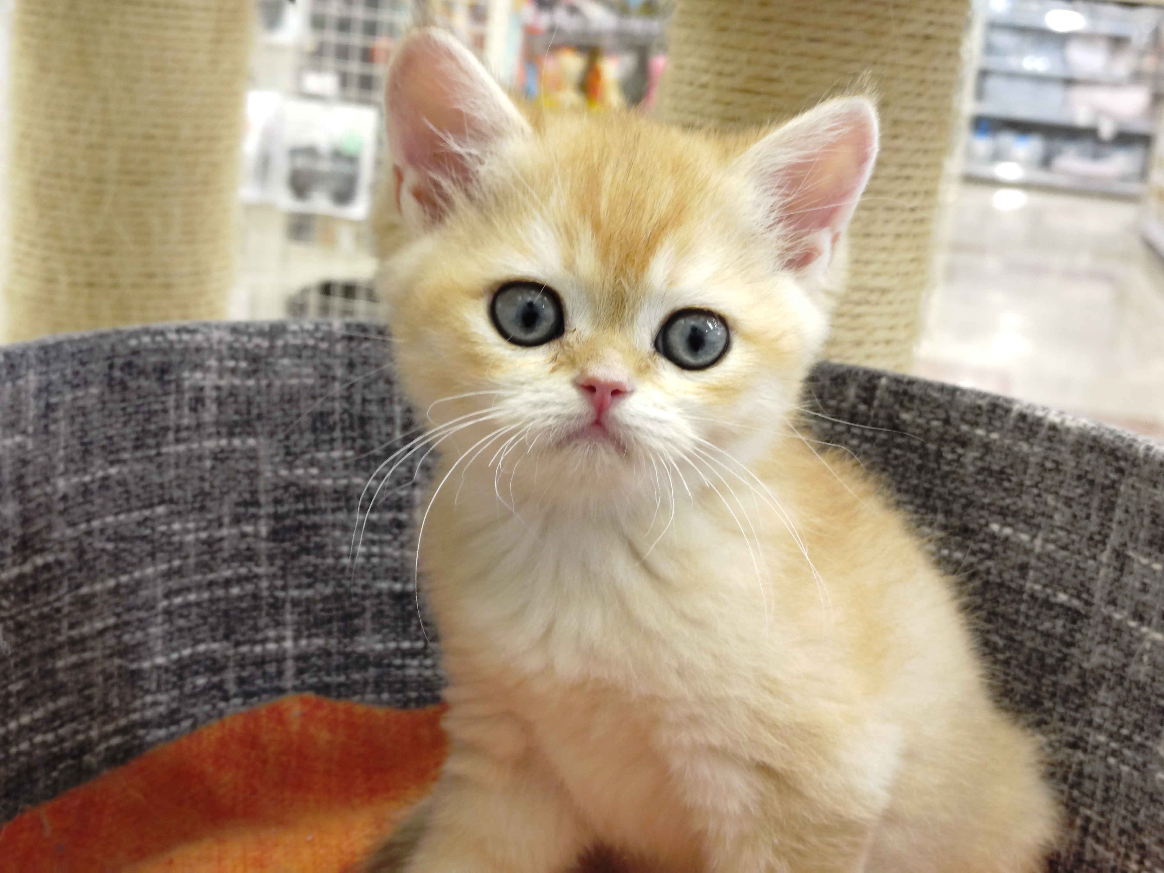 岐阜県のブリティッシュショートヘアー (ペッツワン関店/2026年2月5日生まれ/男の子/チンチラゴールデン)の子猫