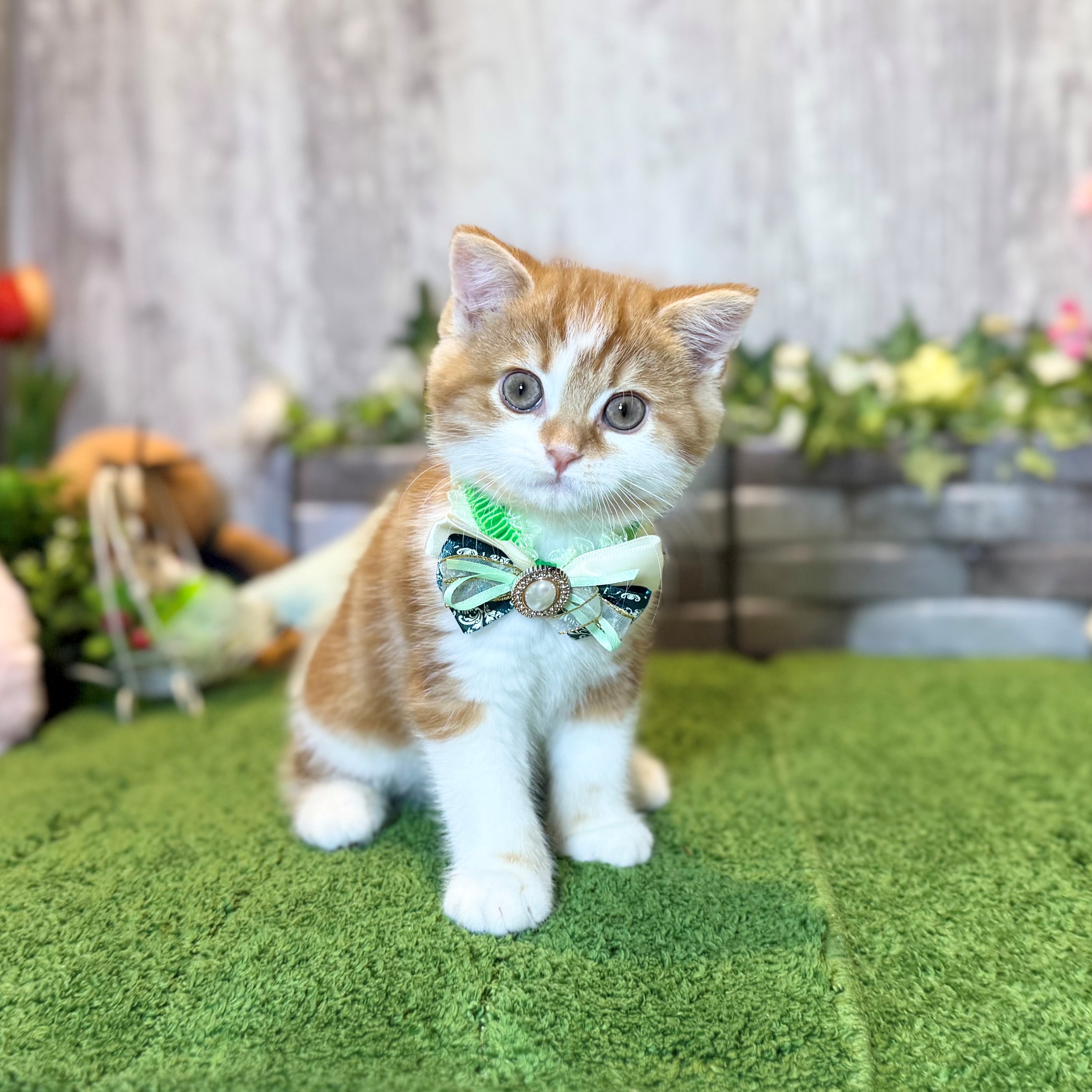 兵庫県のスコティッシュストレート (ペッツワン姫路大津店/2026年1月29日生まれ/男の子/レッドクラシックタビーホワイト)の子猫の1枚目の画像