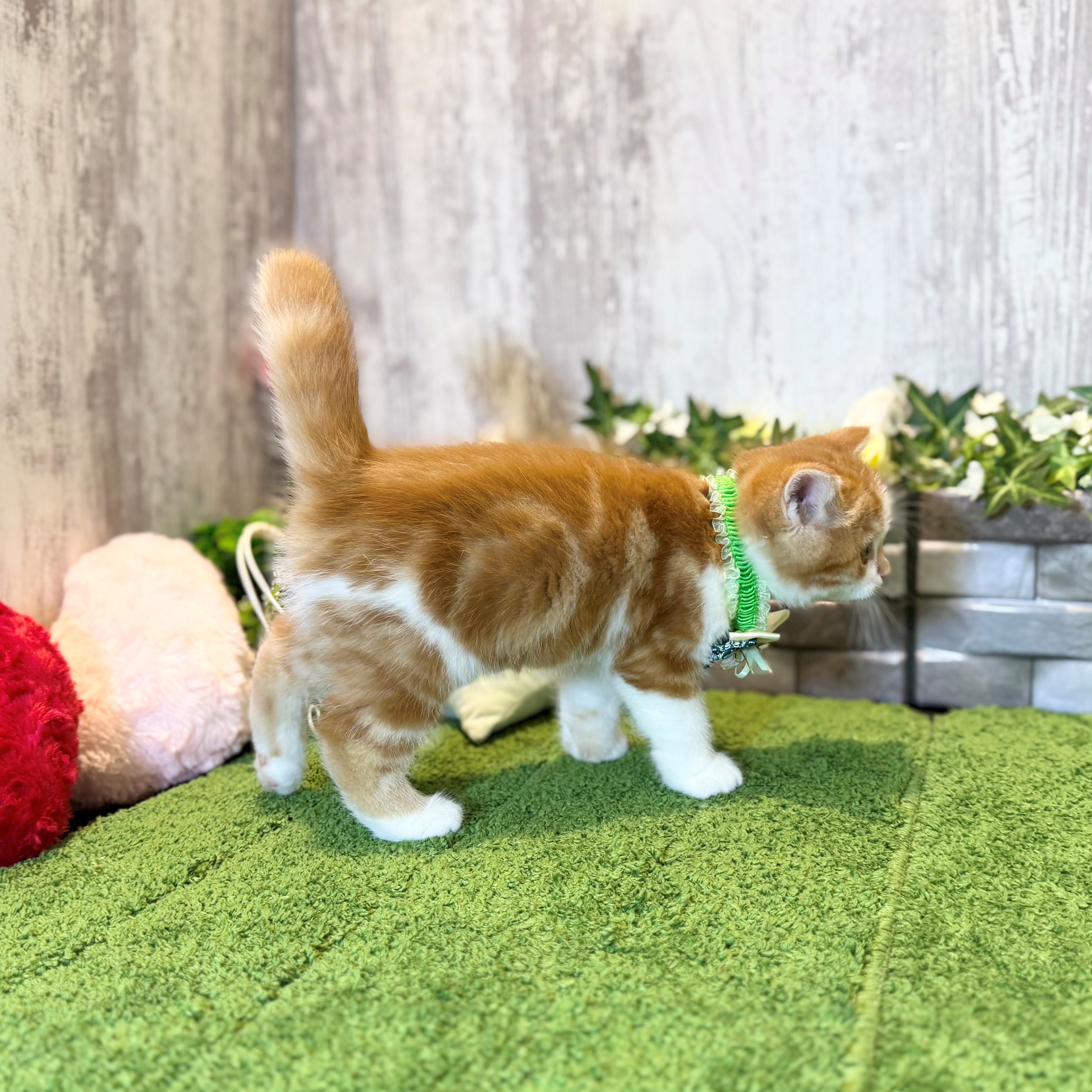 兵庫県のスコティッシュストレート (ペッツワン姫路大津店/2026年1月29日生まれ/男の子/レッドクラシックタビーホワイト)の子猫の2枚目の画像