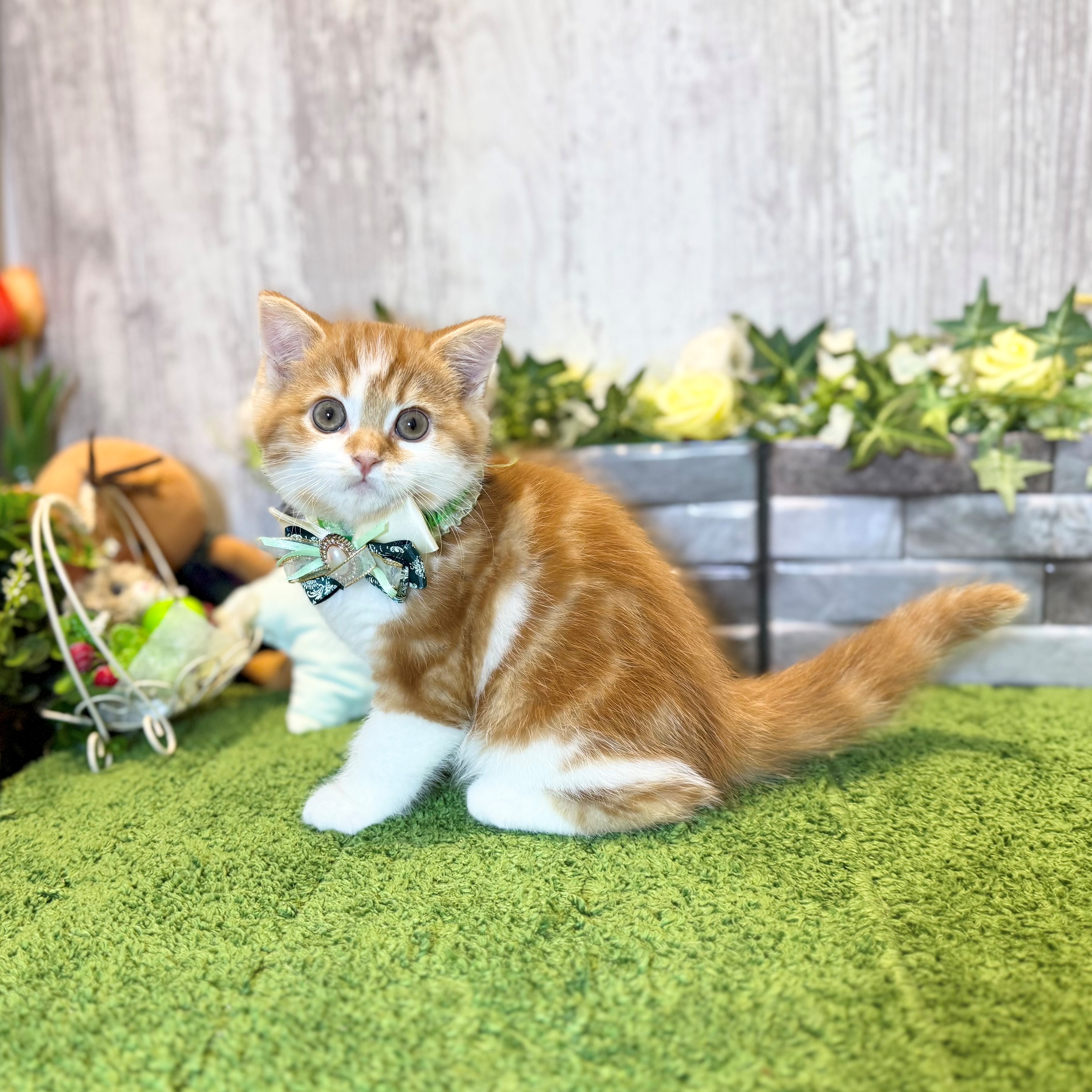 兵庫県のスコティッシュストレート (ペッツワン姫路大津店/2026年1月29日生まれ/男の子/レッドクラシックタビーホワイト)の子猫の3枚目の画像