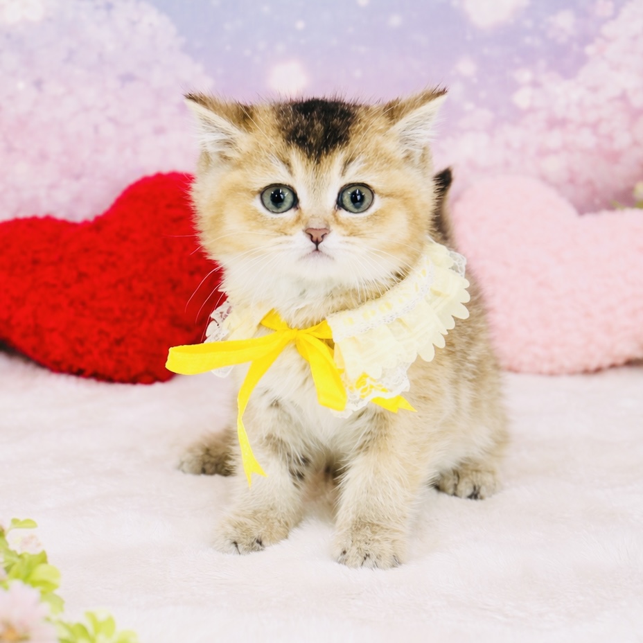 兵庫県のブリティッシュショートヘアー (ペッツワン神戸深江浜店/2026年1月30日生まれ/男の子/シェーデットゴールデン)の子猫の1枚目の画像