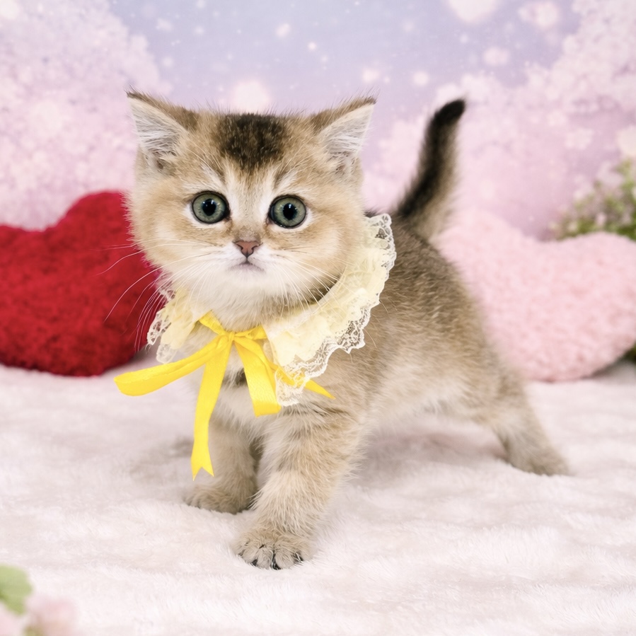 兵庫県のブリティッシュショートヘアー (ペッツワン神戸深江浜店/2026年1月30日生まれ/男の子/シェーデットゴールデン)の子猫の2枚目の画像