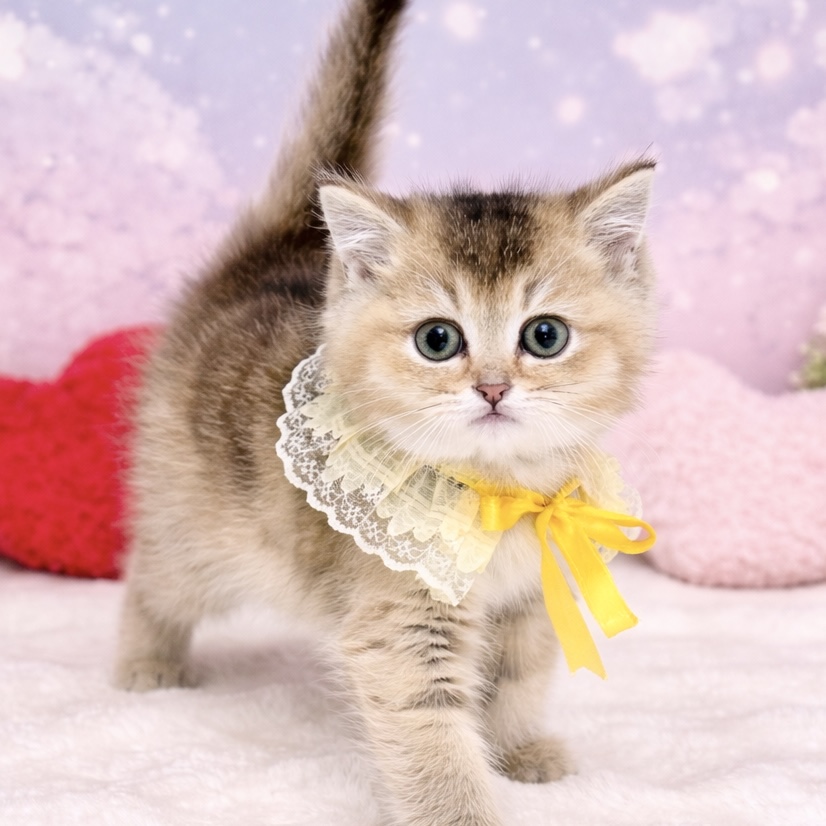 兵庫県のブリティッシュショートヘアー (ペッツワン神戸深江浜店/2026年1月30日生まれ/男の子/シェーデットゴールデン)の子猫の3枚目の画像