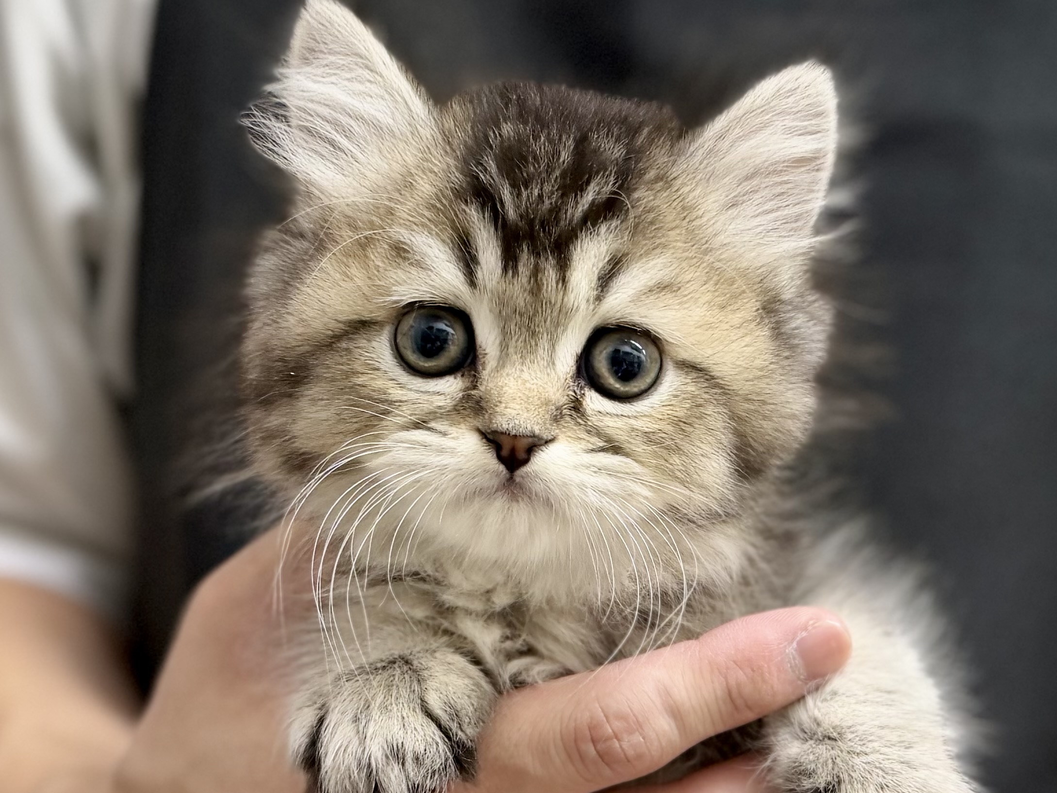 愛知県のブリティッシュロングヘアー (ペッツワン名古屋堀田店/2026年2月6日生まれ/男の子/ブラウンマッカレルタビー)の子猫