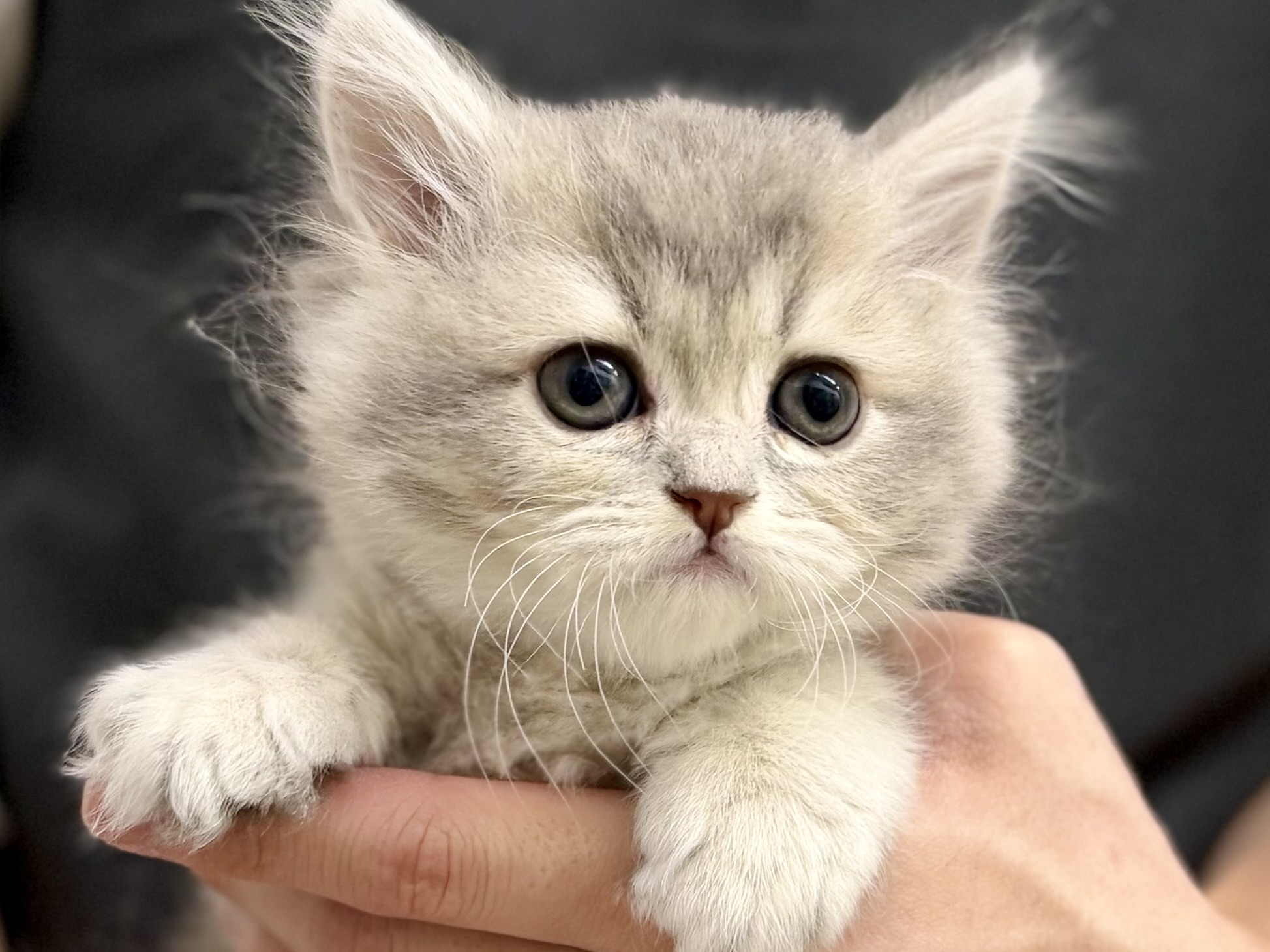 愛知県のブリティッシュロングヘアー (ペッツワン名古屋堀田店/2026年2月6日生まれ/女の子/ブルーマッカレルタビー)の子猫