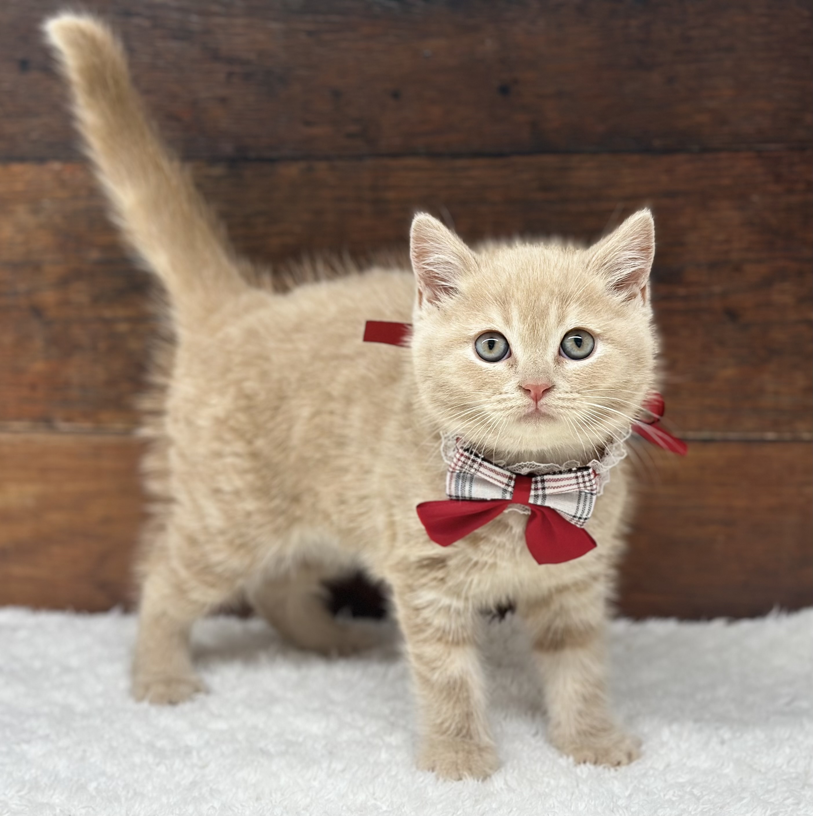 愛知県のブリティッシュショートヘアー (ペッツワン名古屋大高インター店/2026年1月29日生まれ/男の子/クリーム)の子猫の3枚目の画像