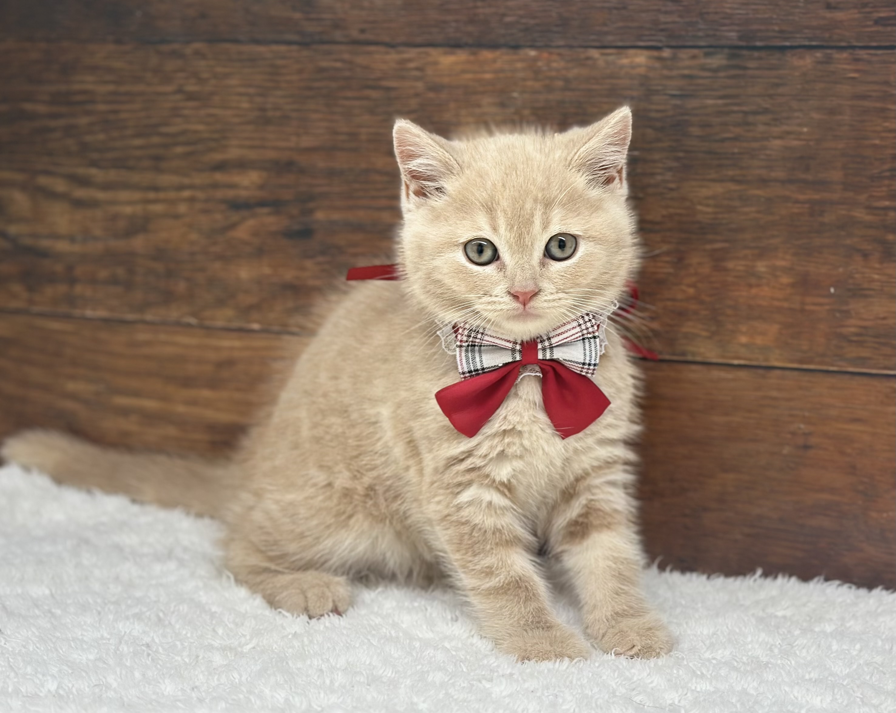 愛知県のブリティッシュショートヘアー (ペッツワン名古屋大高インター店/2026年1月29日生まれ/男の子/クリーム)の子猫の2枚目の画像