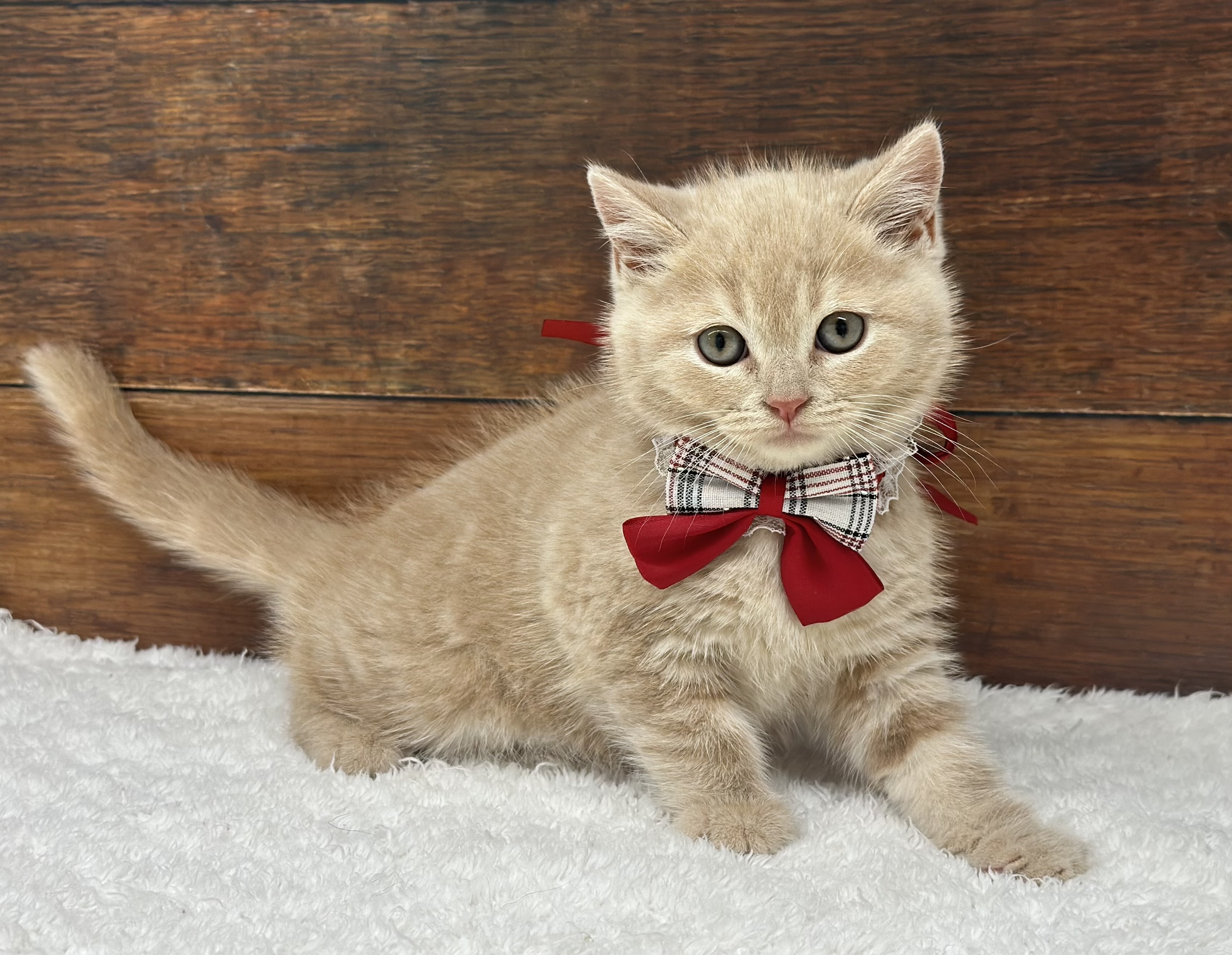 愛知県のブリティッシュショートヘアー (ペッツワン名古屋大高インター店/2026年1月29日生まれ/男の子/クリーム)の子猫の1枚目の画像