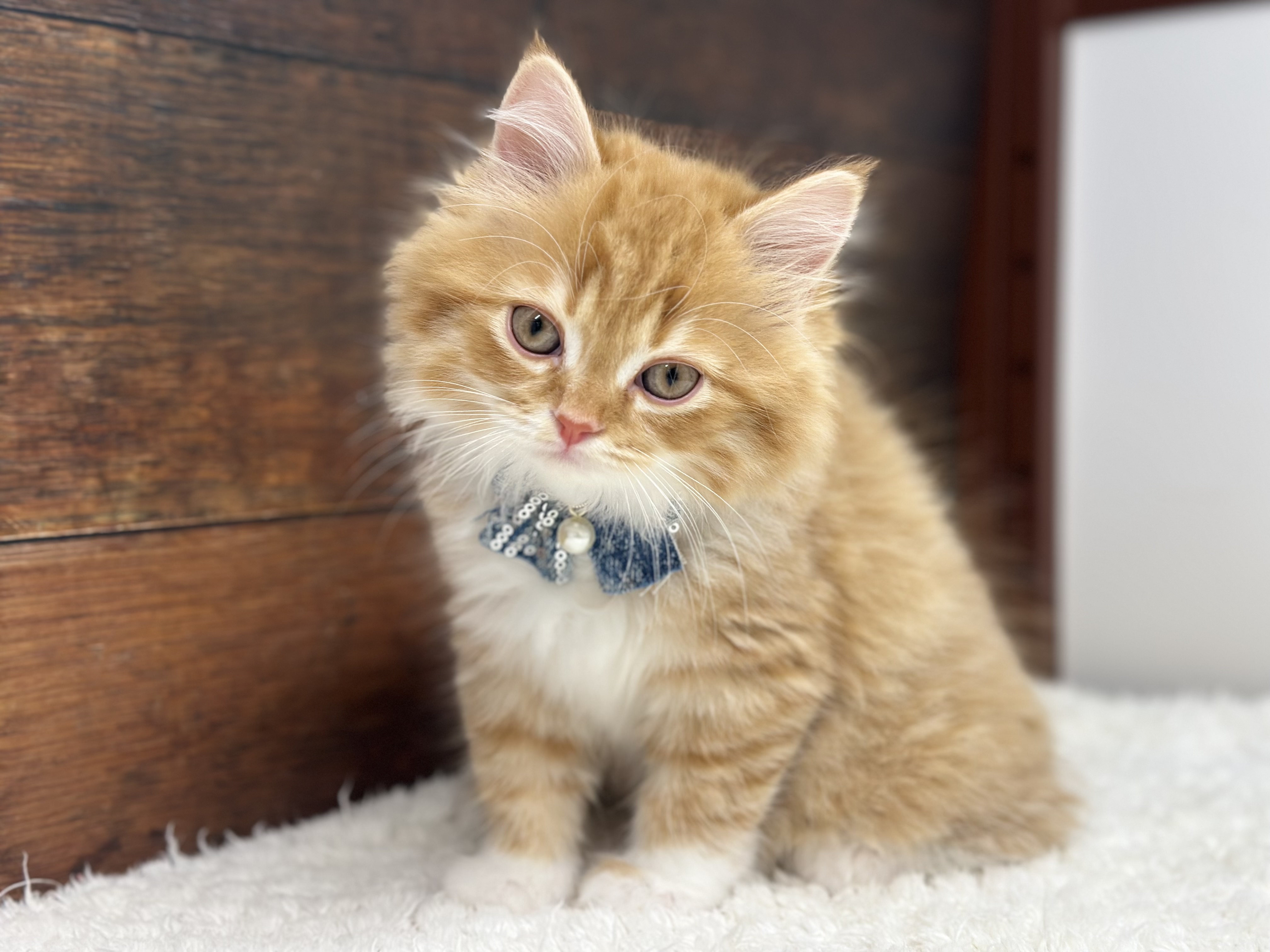 愛知県のスコティッシュフォールド (ペッツワン名古屋大高インター店/2026年2月5日生まれ/男の子/レッドタビーホワイト)の子猫の3枚目の画像