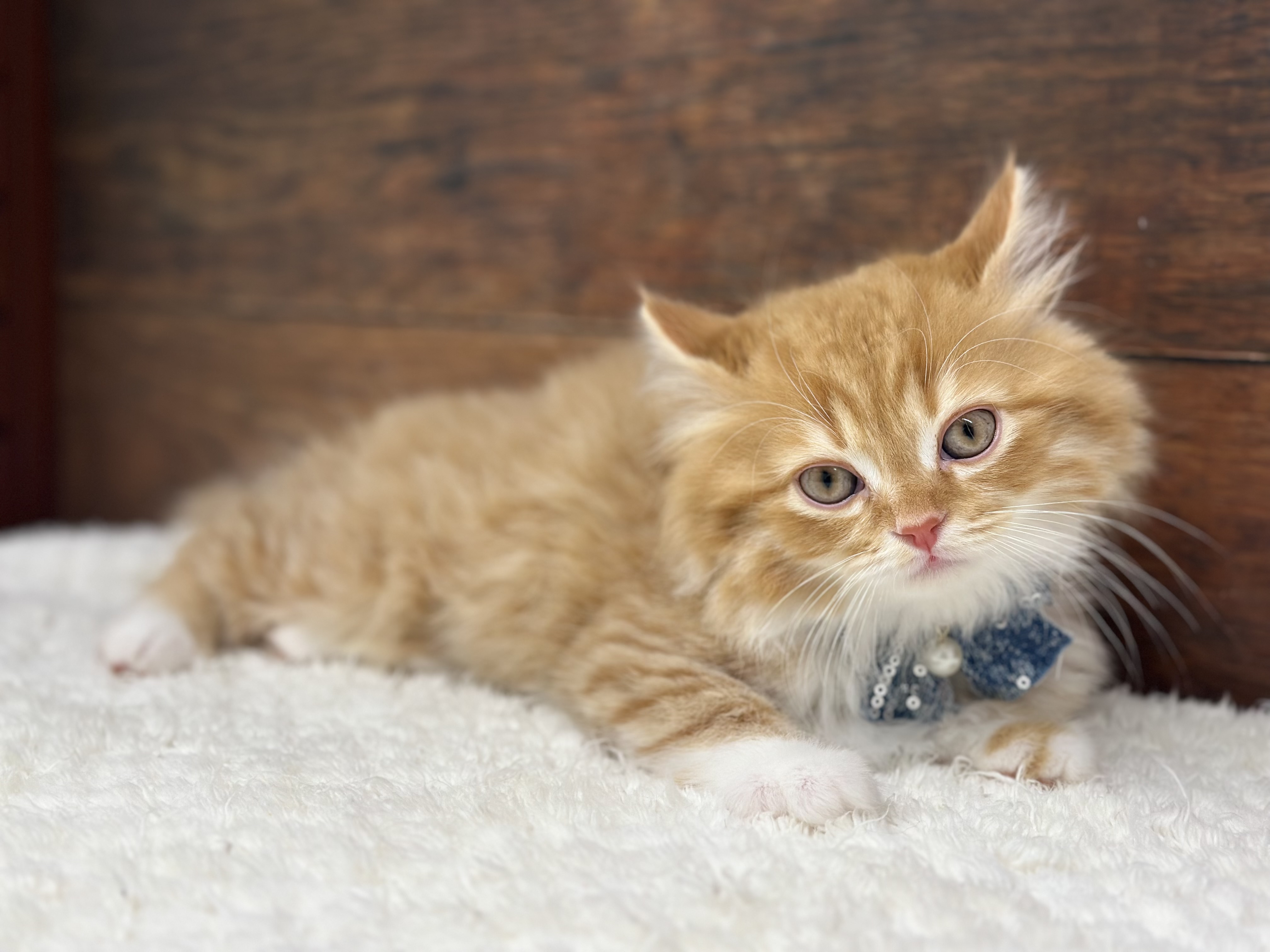 愛知県のスコティッシュフォールド (ペッツワン名古屋大高インター店/2026年2月5日生まれ/男の子/レッドタビーホワイト)の子猫の2枚目の画像