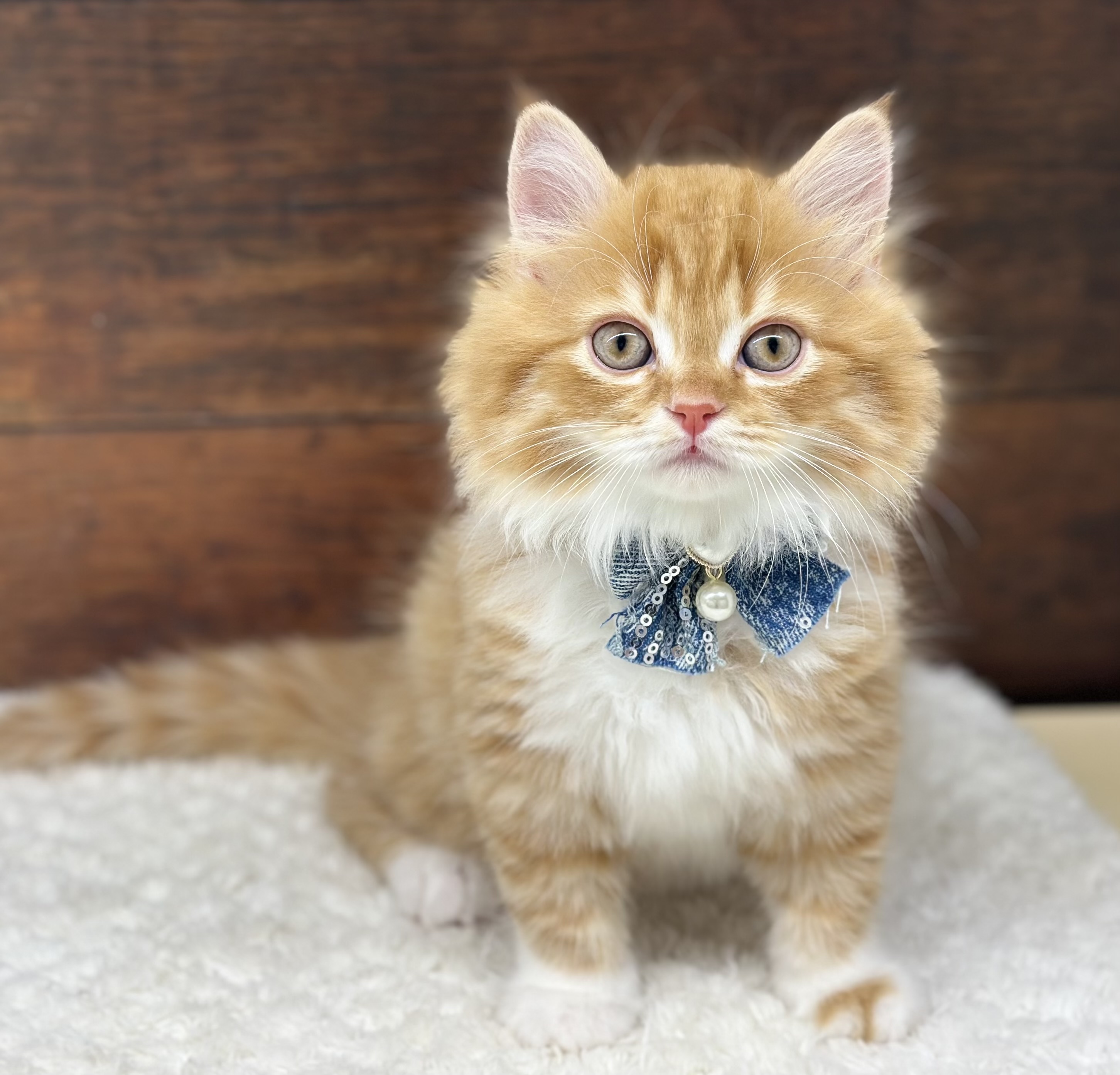 愛知県のスコティッシュフォールド (ペッツワン名古屋大高インター店/2026年2月5日生まれ/男の子/レッドタビーホワイト)の子猫の1枚目の画像