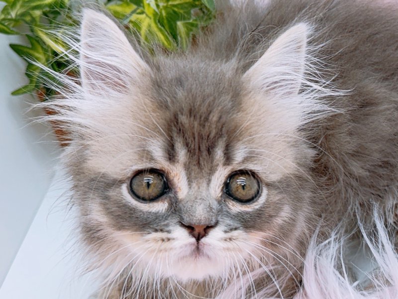 愛知県のマンチカン (ペッツワン小牧店/2026年2月1日生まれ/男の子/ブルータビー)の子猫