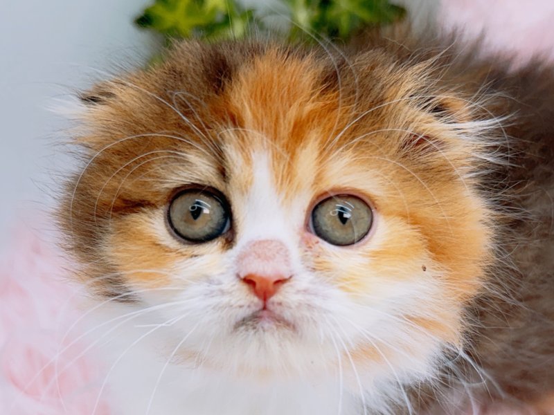 愛知県のスコティッシュフォールド (ペッツワン小牧店/2026年2月2日生まれ/女の子/ブラウンパッチドタビーホワイト)の子猫