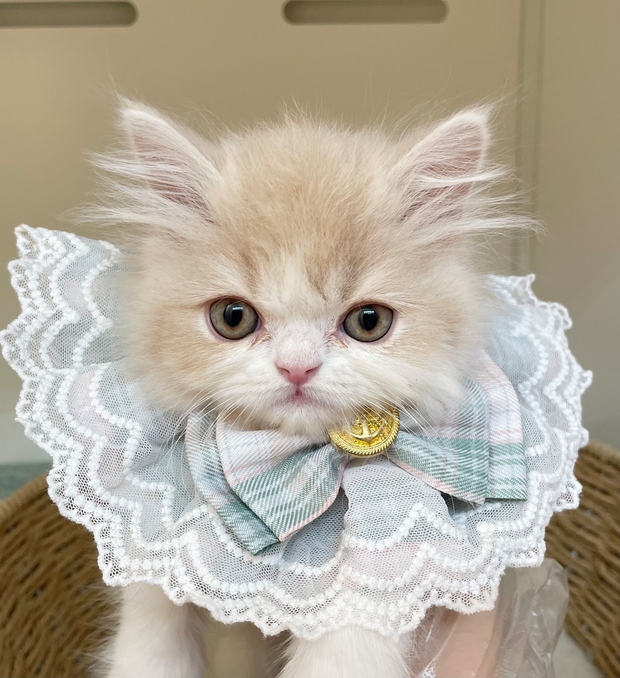 岐阜県のフォールデックス (ペッツワン可児店/2026年2月2日生まれ/男の子/クリームタビーホワイト)の子猫