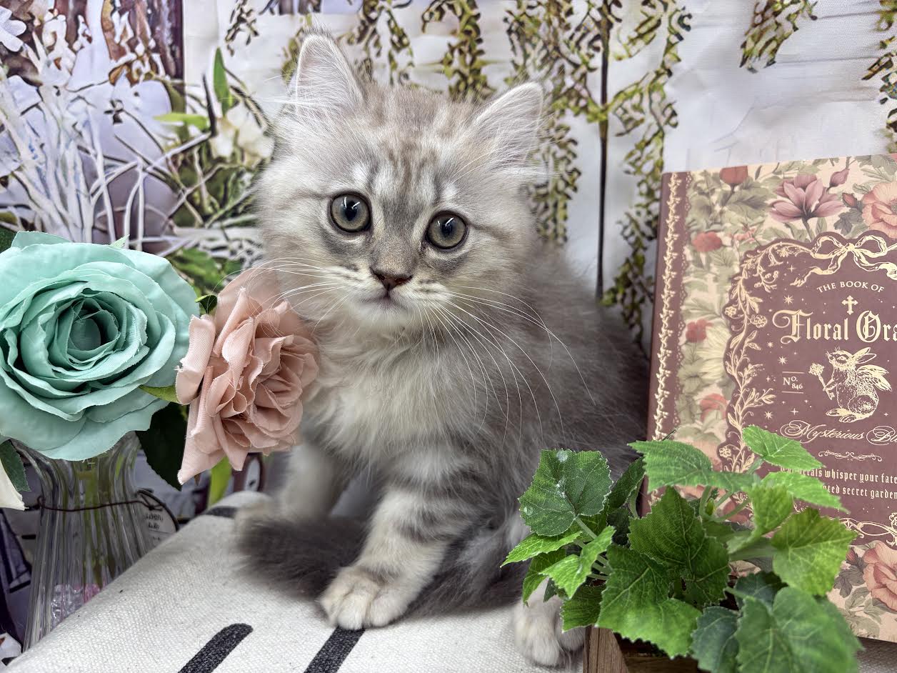 群馬県のラガマフィン (ペッツワン前橋小島田店/2026年1月24日生まれ/男の子/ブルータビー)の子猫