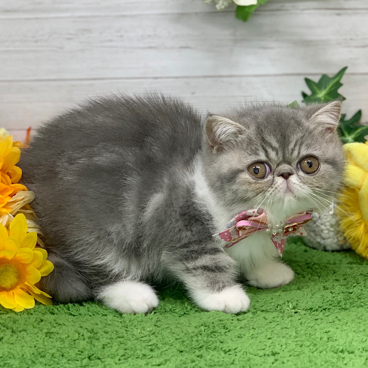 兵庫県のエキゾチック (ペッツワン神戸ひよどり台店/2026年1月27日生まれ/女の子/ブルータビーホワイト)の子猫の3枚目の画像