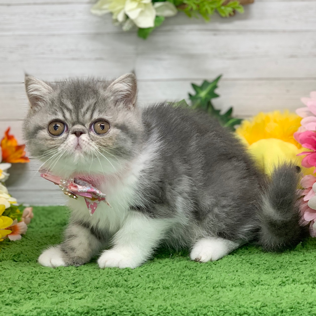 兵庫県のエキゾチック (ペッツワン神戸ひよどり台店/2026年1月27日生まれ/女の子/ブルータビーホワイト)の子猫の2枚目の画像