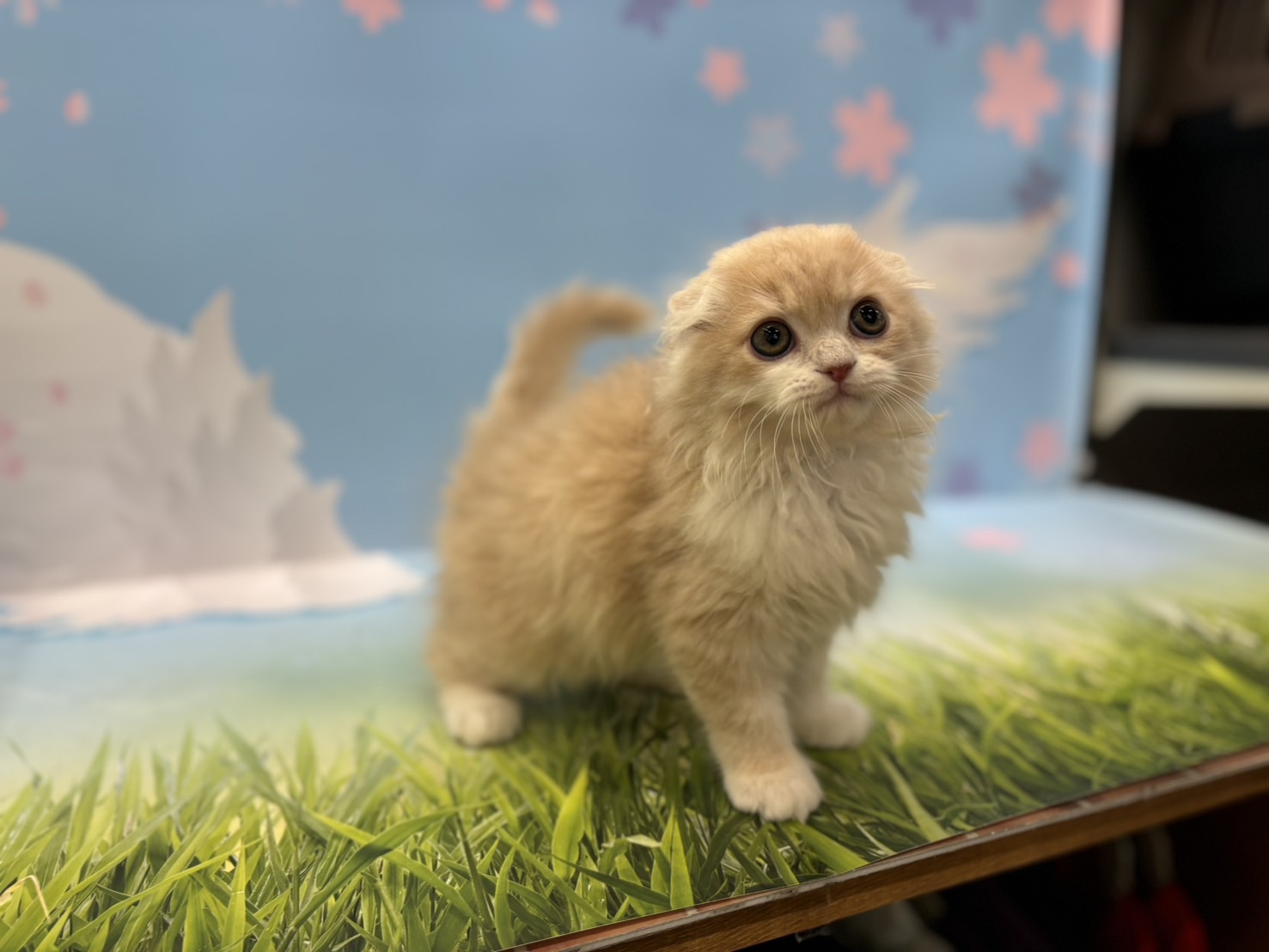 神奈川県のスコティッシュフォールド (ペッツワン秦野店/2026年1月25日生まれ/男の子/クリームタビーホワイト)の子猫の3枚目の画像