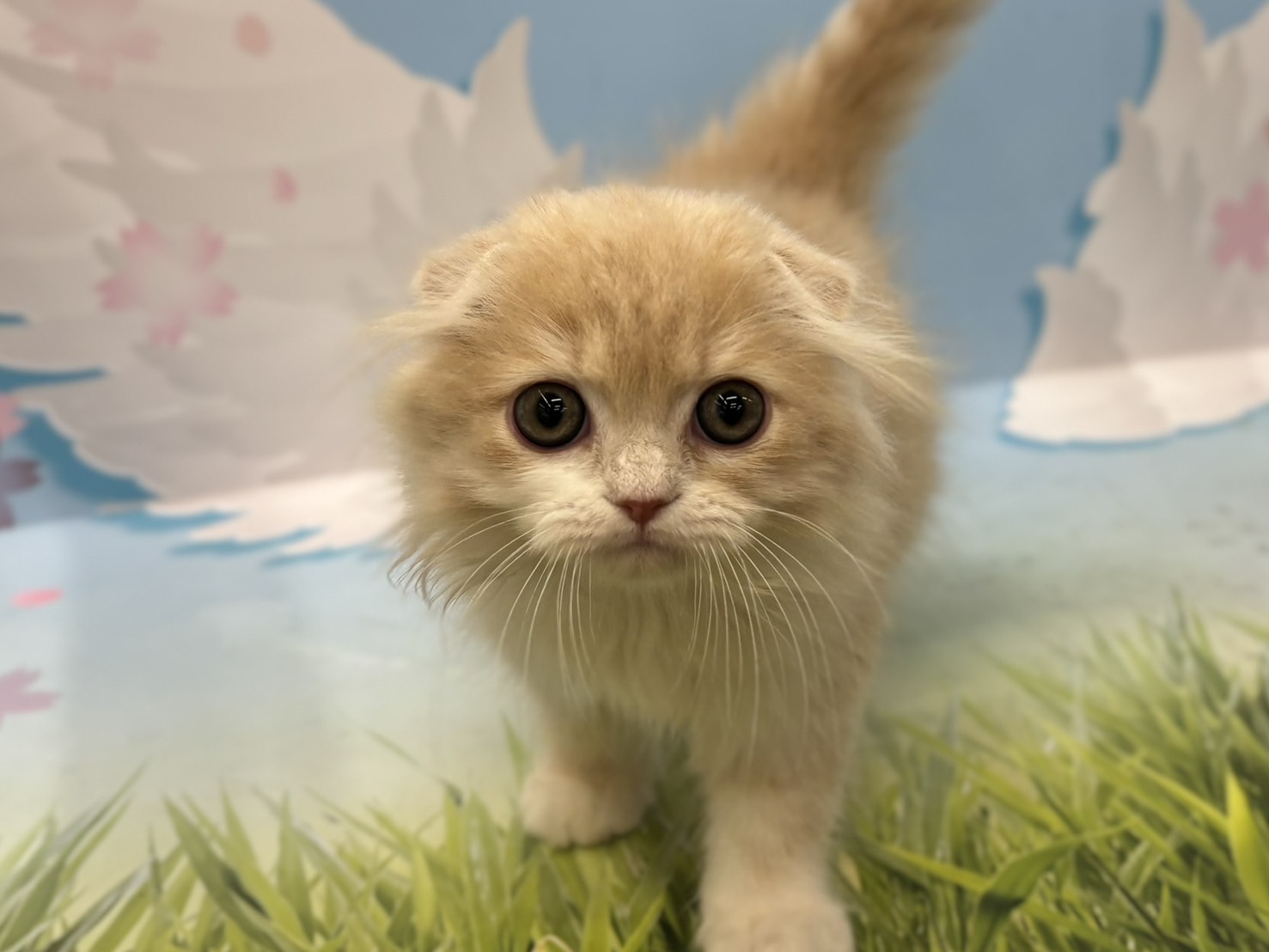 神奈川県のスコティッシュフォールド (ペッツワン秦野店/2026年1月25日生まれ/男の子/クリームタビーホワイト)の子猫の1枚目の画像