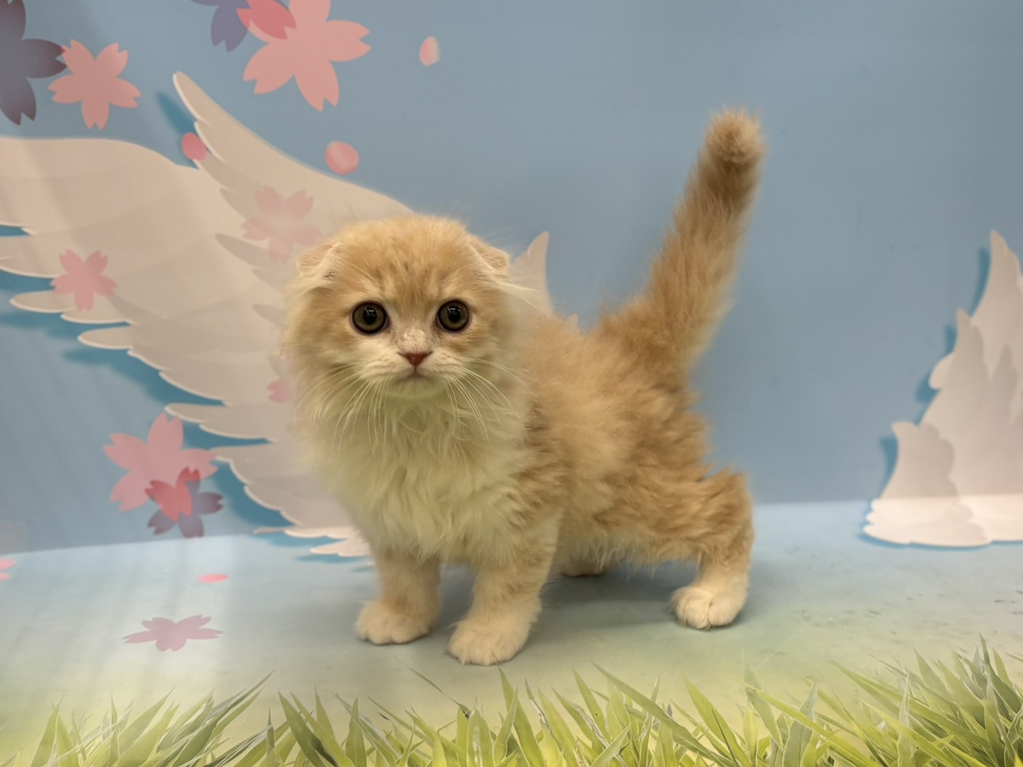 神奈川県のスコティッシュフォールド (ペッツワン秦野店/2026年1月25日生まれ/男の子/クリームタビーホワイト)の子猫の2枚目の画像