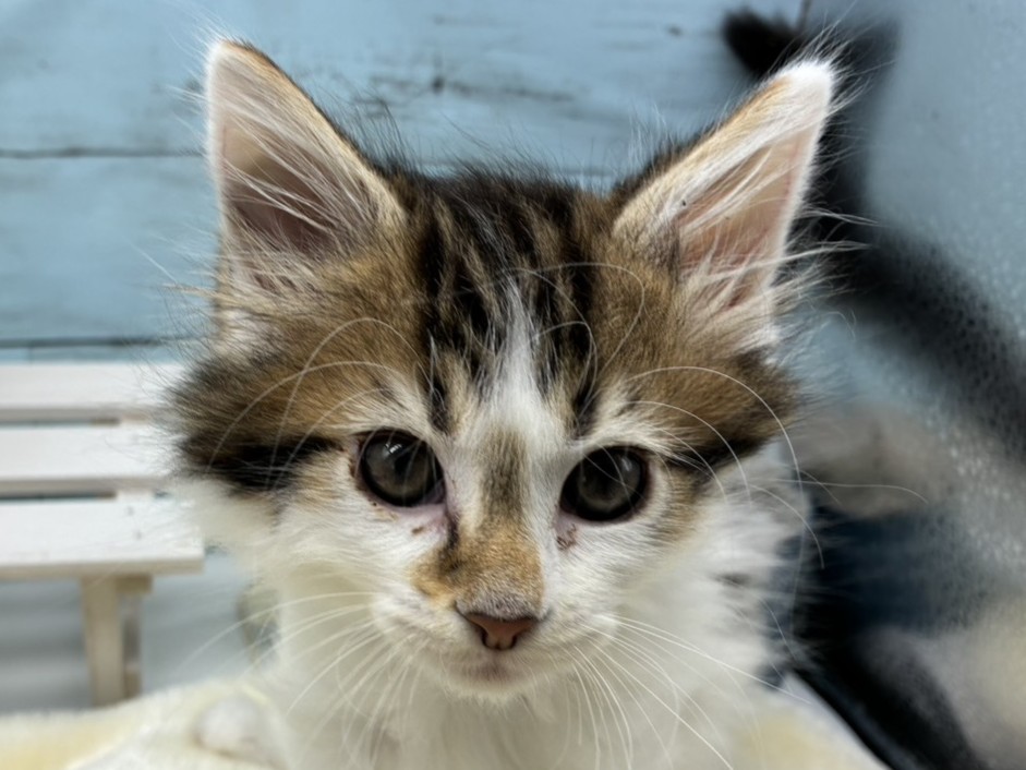 静岡県のメインクーン (ペッツワン藤枝店/2026年2月7日生まれ/男の子/ブラウンタビーホワイト)の子猫