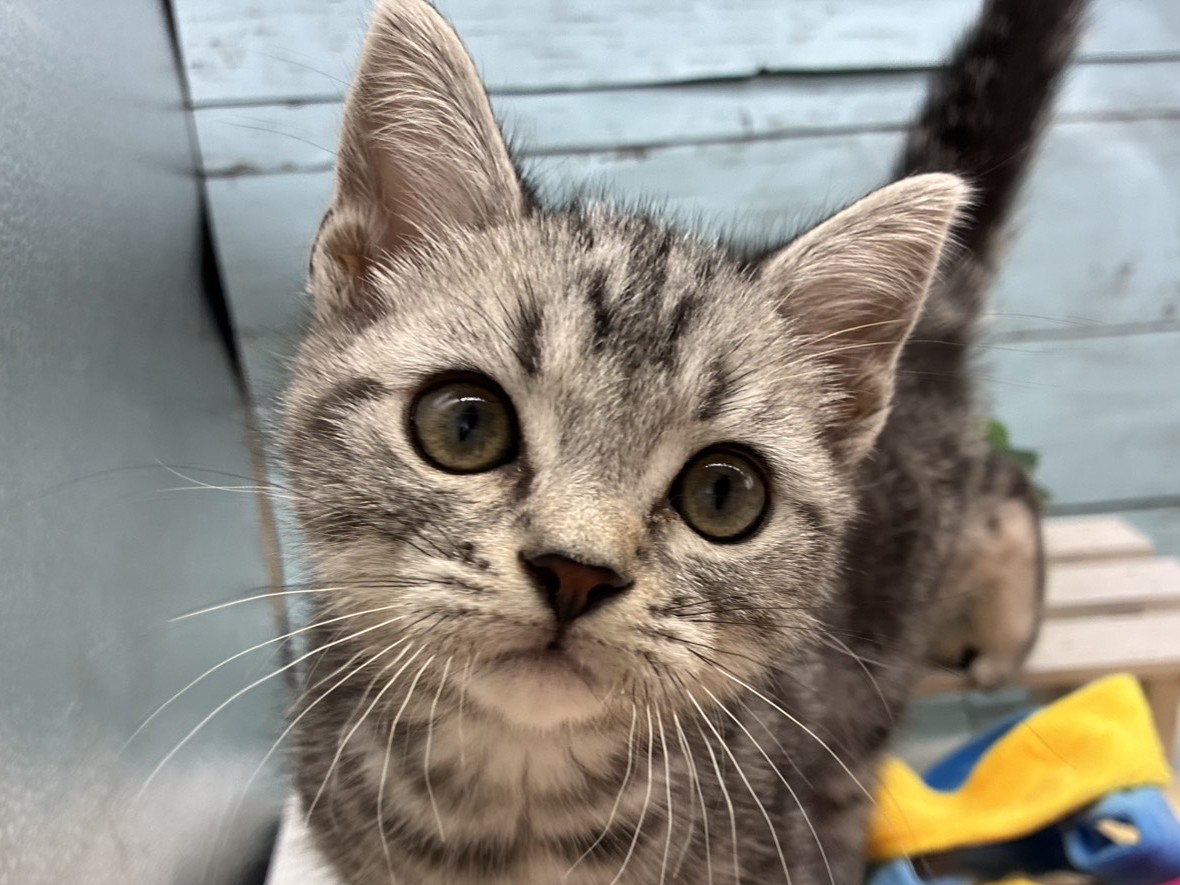 静岡県のアメリカンショートヘアー (ペッツワン藤枝店/2026年1月25日生まれ/男の子/シルバータビー)の子猫