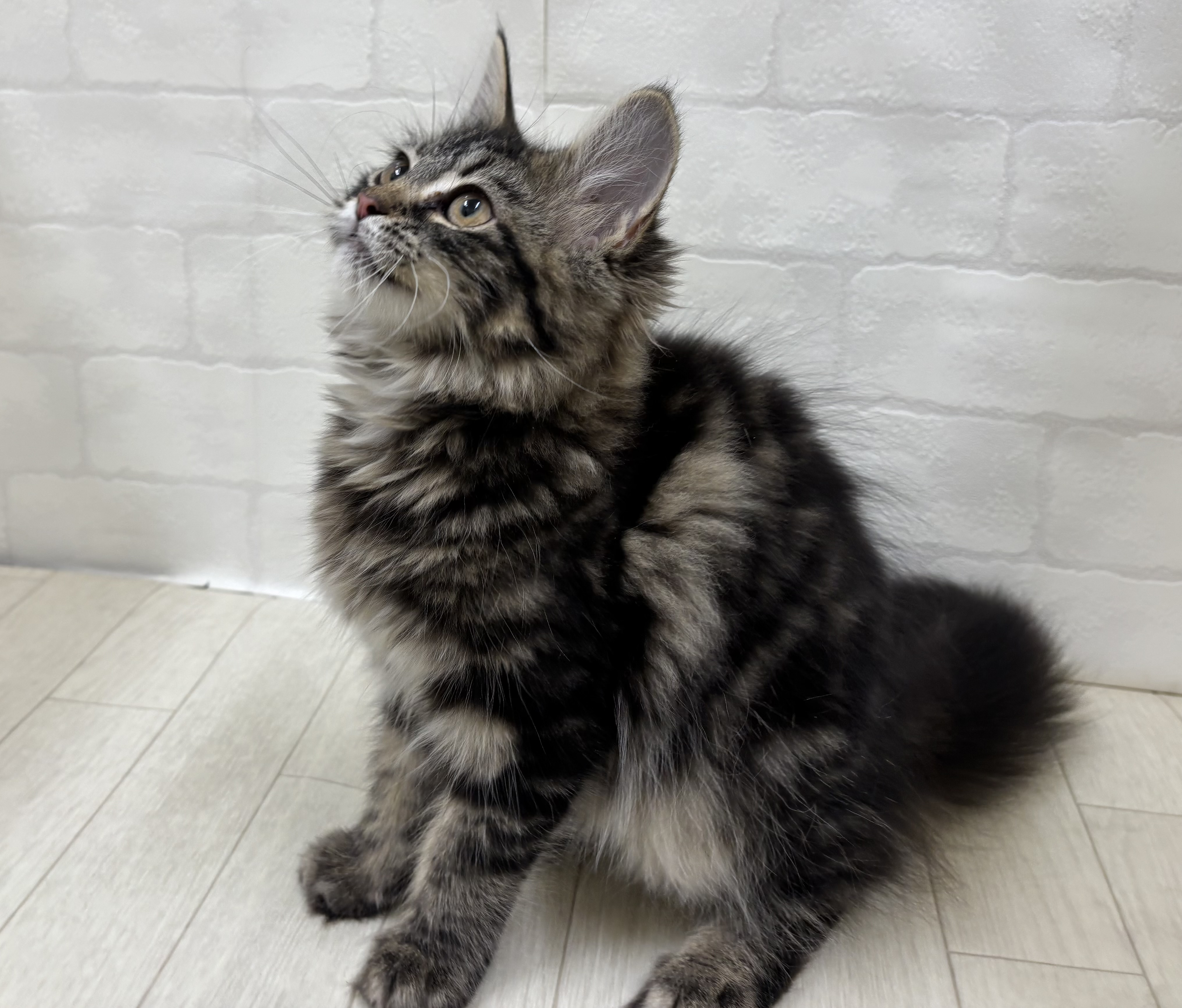 埼玉県のメインクーン (ペッツワン大利根店/2025年12月29日生まれ/男の子/ブラウンタビー)の子猫の3枚目の画像