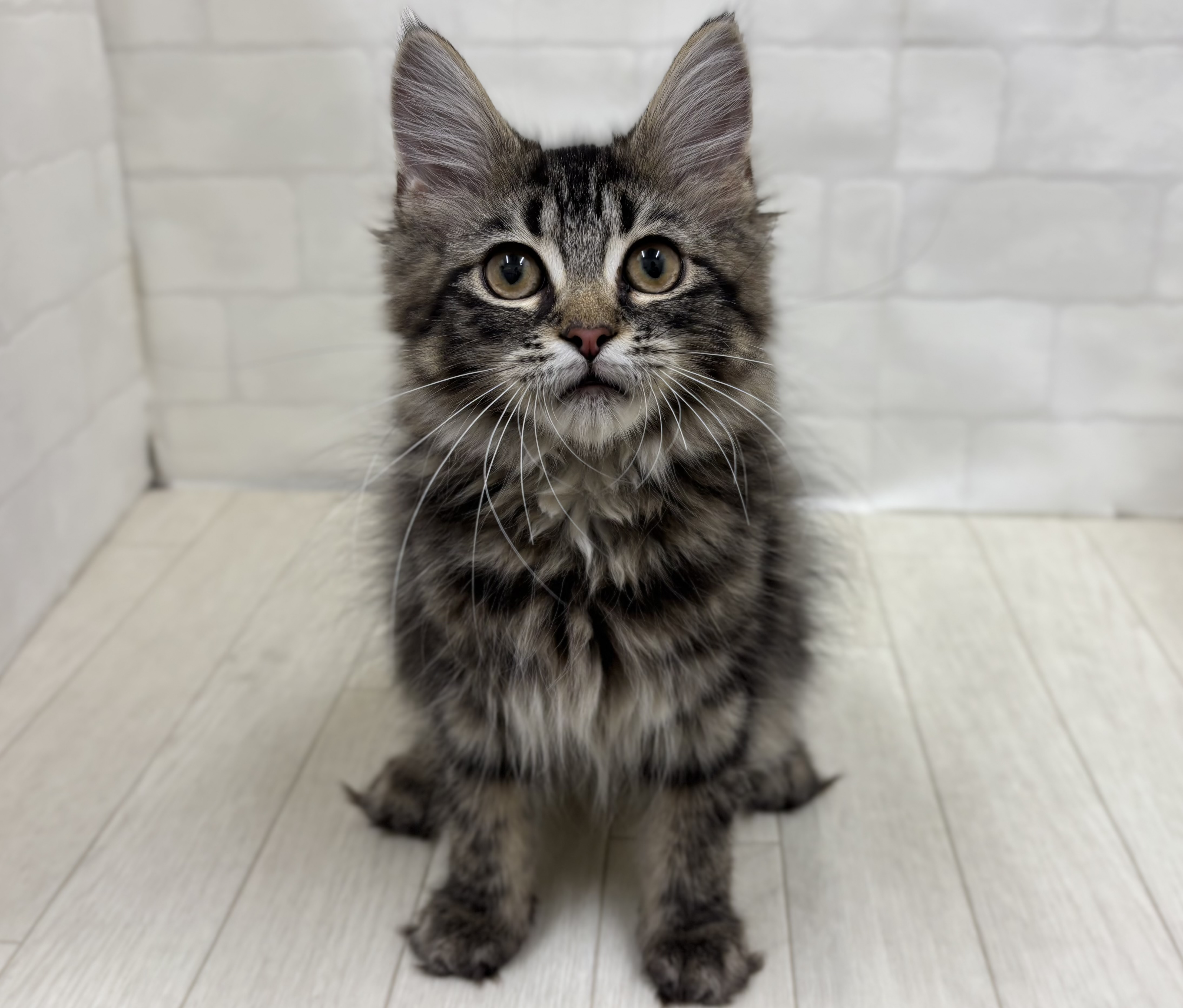 埼玉県のメインクーン (ペッツワン大利根店/2025年12月29日生まれ/男の子/ブラウンタビー)の子猫の1枚目の画像