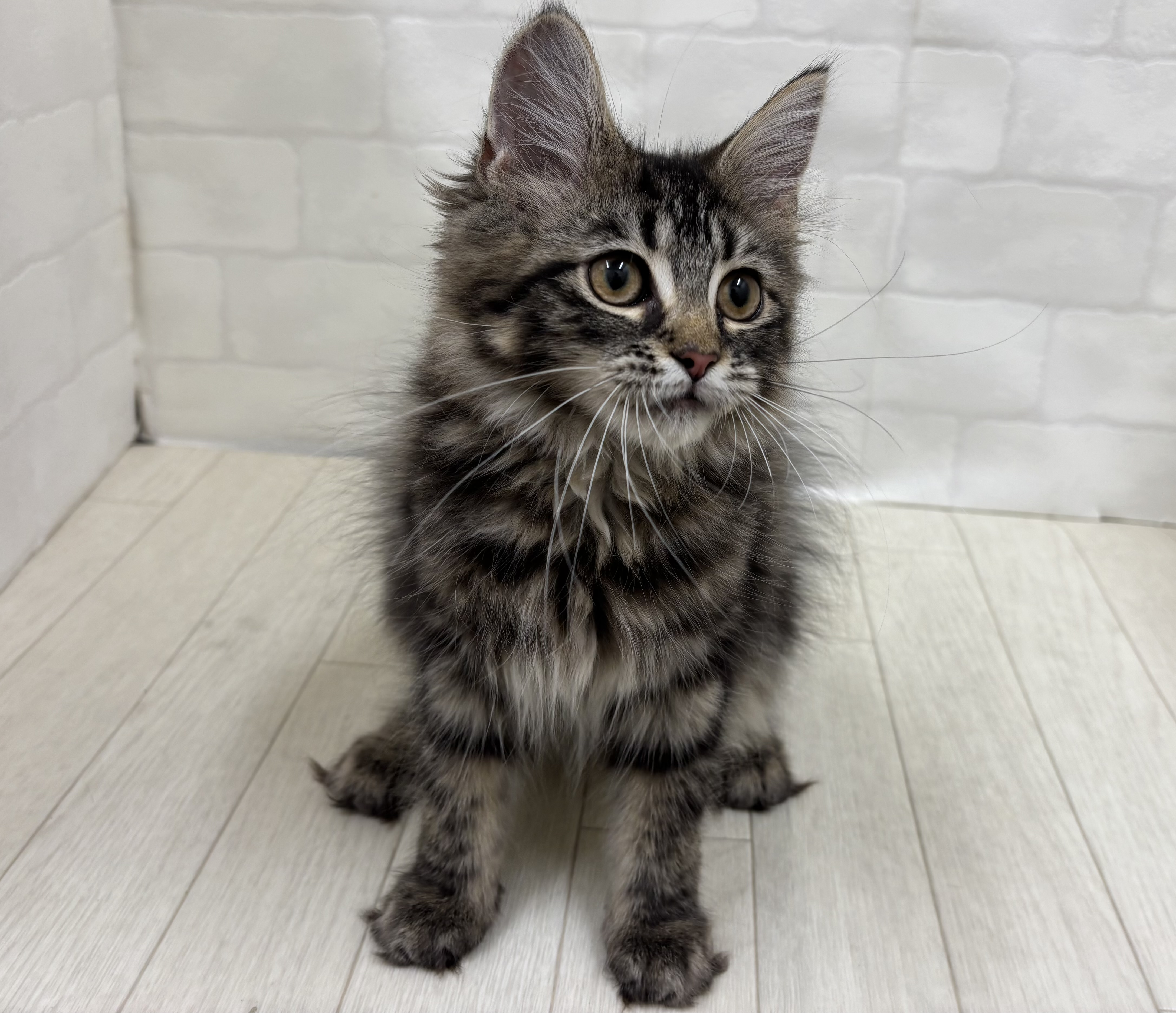 埼玉県のメインクーン (ペッツワン大利根店/2025年12月29日生まれ/男の子/ブラウンタビー)の子猫の2枚目の画像