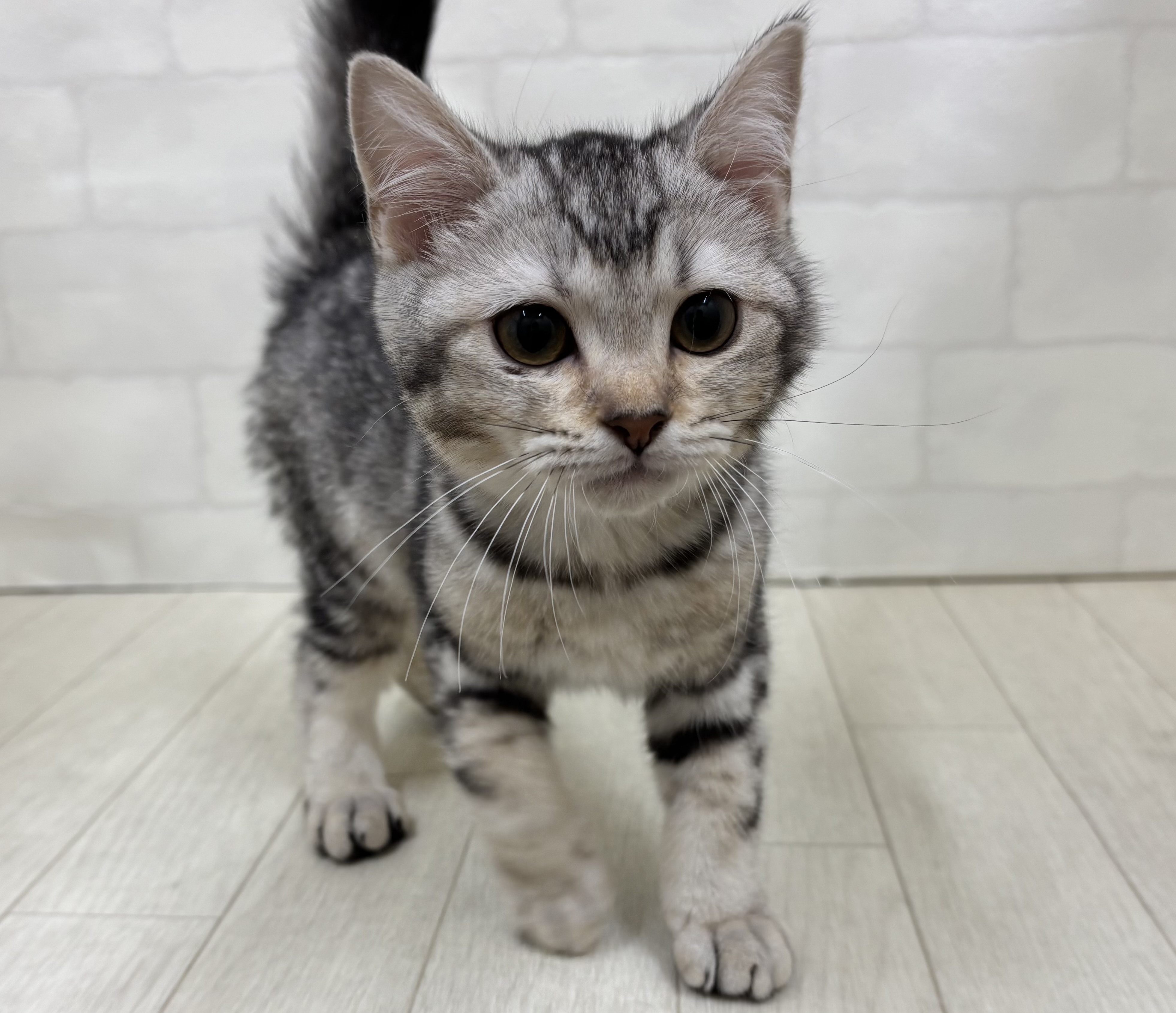 埼玉県のスコティッシュフォールド (ペッツワン大利根店/2025年12月7日生まれ/男の子/シルバータビー)の子猫の2枚目の画像