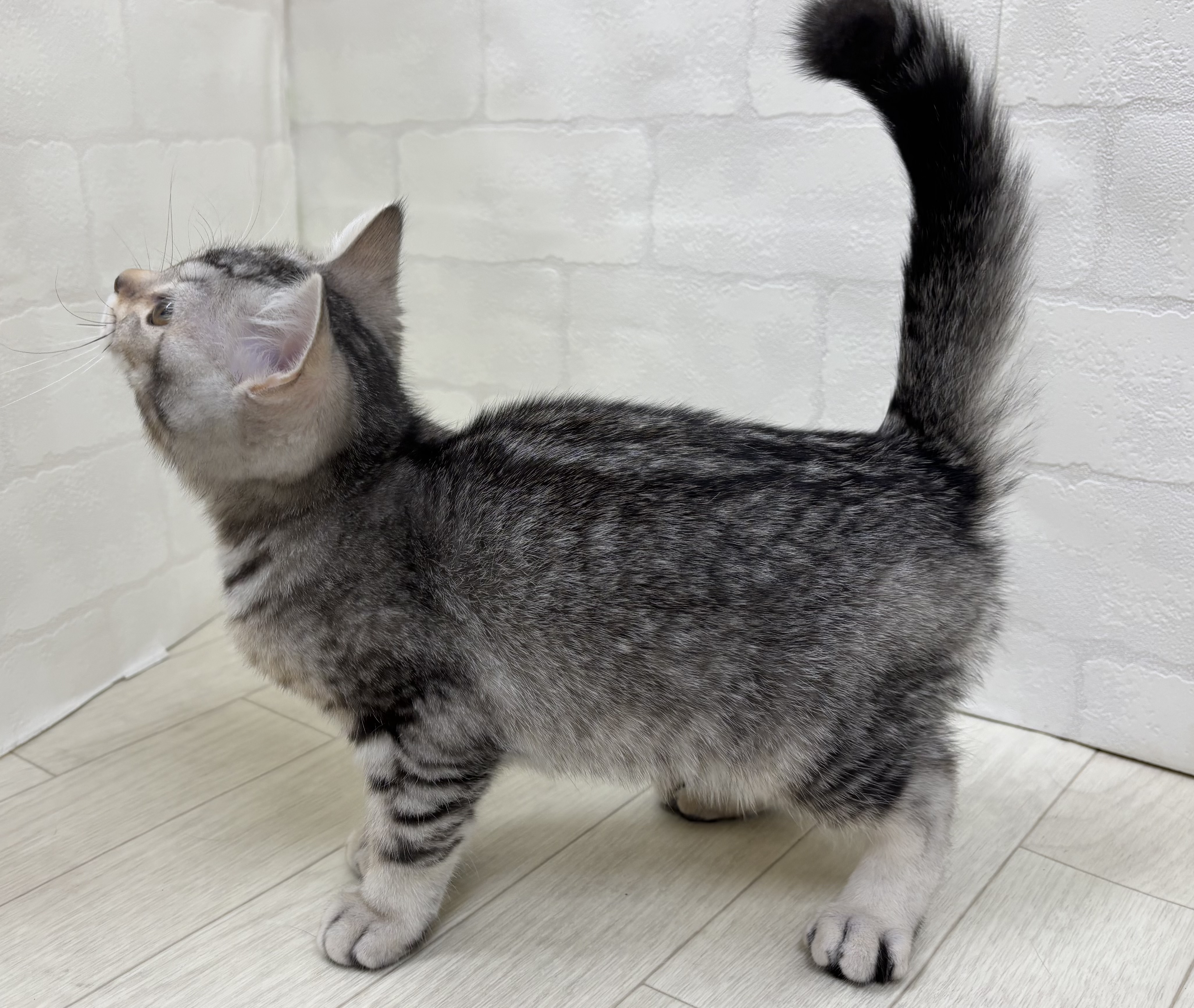 埼玉県のスコティッシュフォールド (ペッツワン大利根店/2025年12月7日生まれ/男の子/シルバータビー)の子猫の3枚目の画像