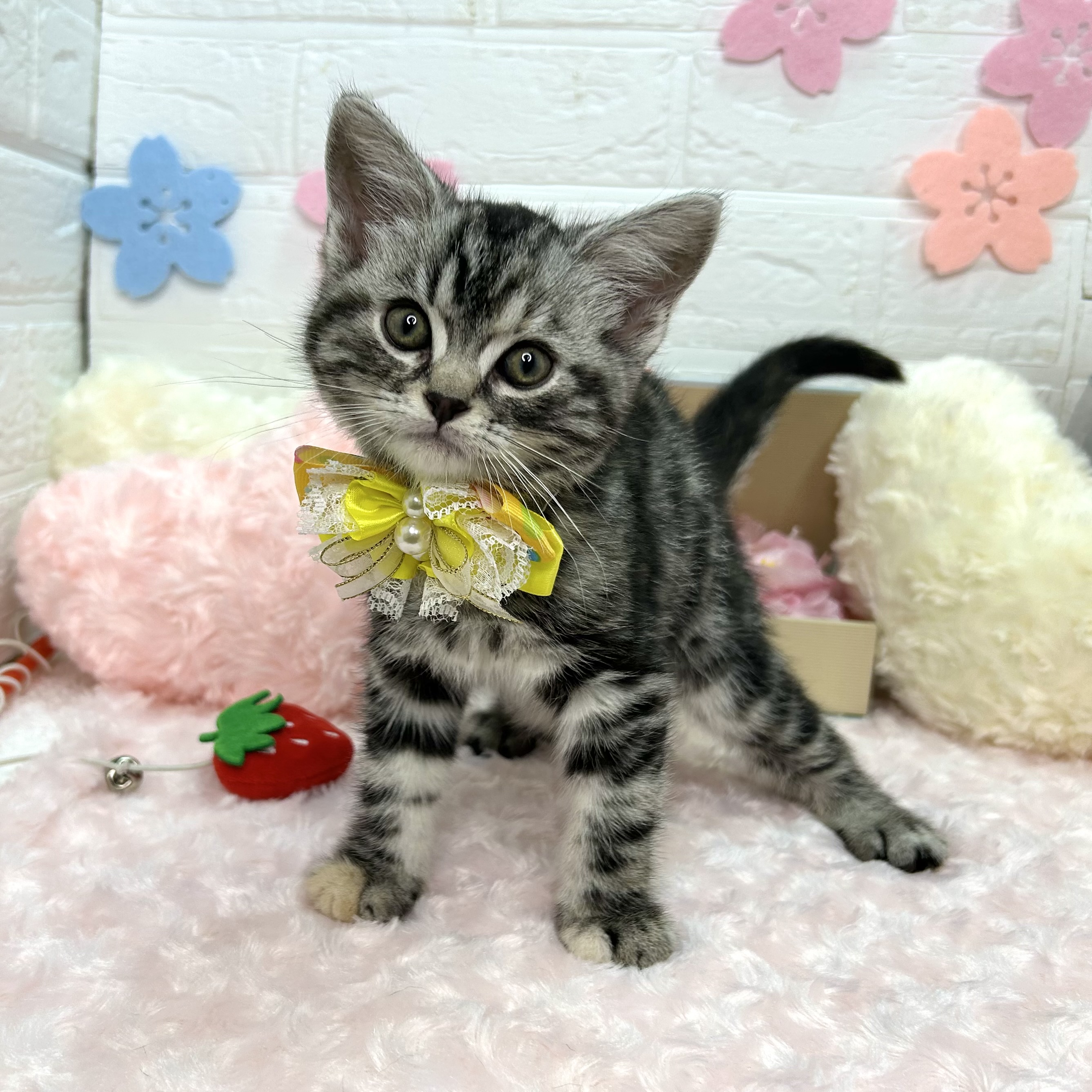 大阪府のアメリカンショートヘアー (ペッツワン東大阪店/2026年2月10日生まれ/女の子/シルバーパッチドタビー)の子猫