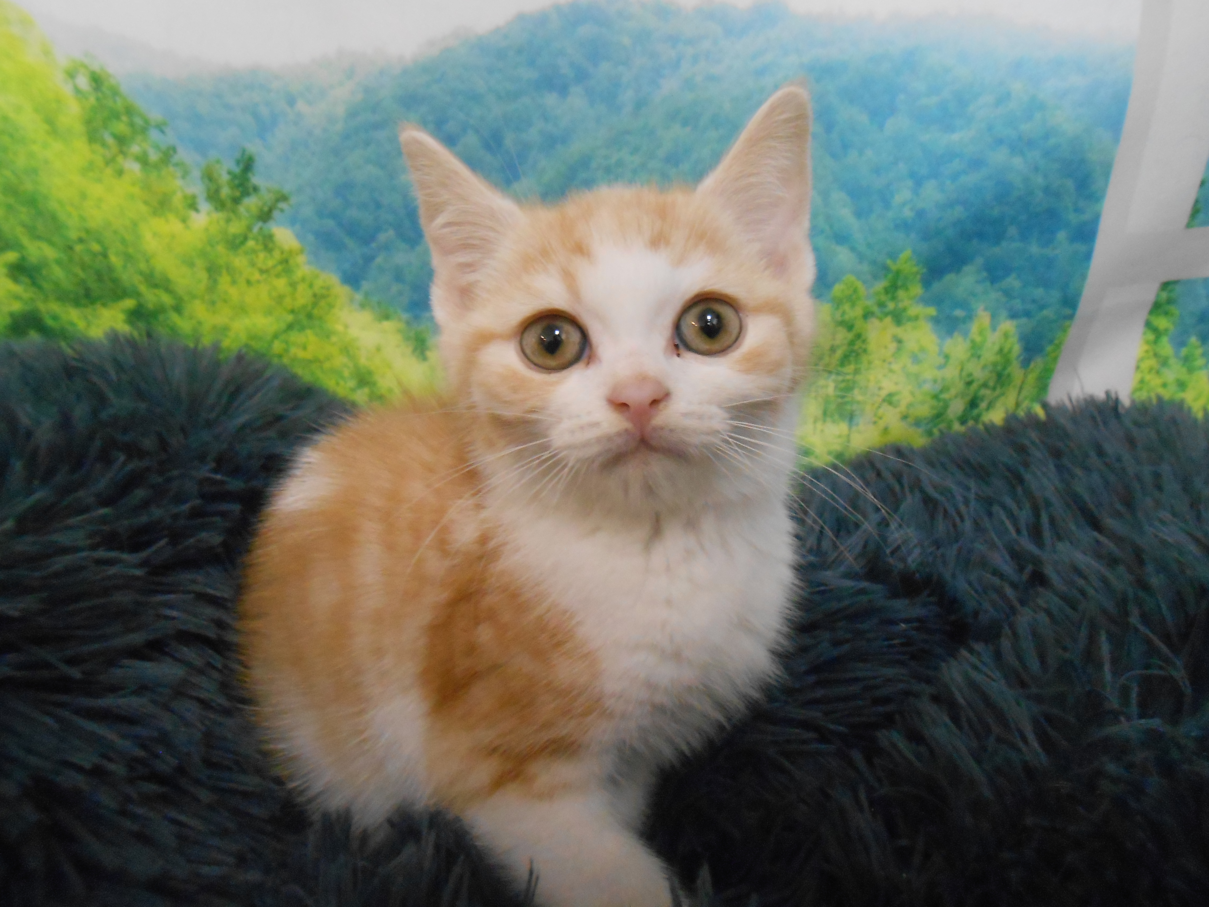 愛知県のスコティッシュフォールド (ペッツワン半田店/2026年2月5日生まれ/男の子/レッドタビーホワイト)の子猫