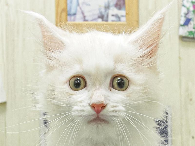 愛知県のサイベリアン (ペッツワン小牧店/2026年2月14日生まれ/男の子/クリームタビーホワイト)の子猫