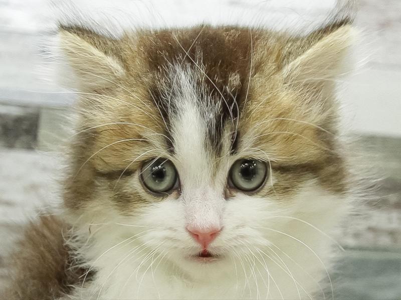 愛知県のミヌエット (ペッツワン小牧店/2026年2月14日生まれ/男の子/ブラウンタビーホワイト)の子猫