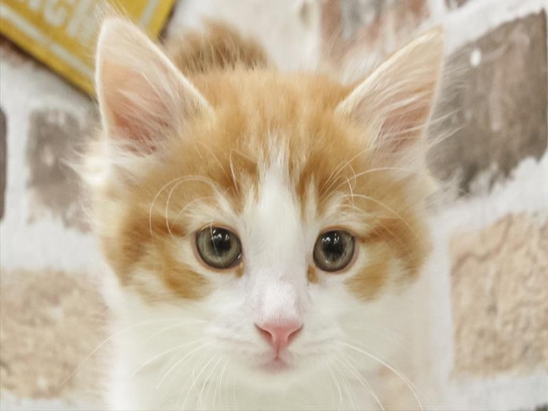 愛知県のノルウェージャンフォレストキャット (ペッツワン小牧店/2026年2月14日生まれ/男の子/レッドタビーホワイト)の子猫