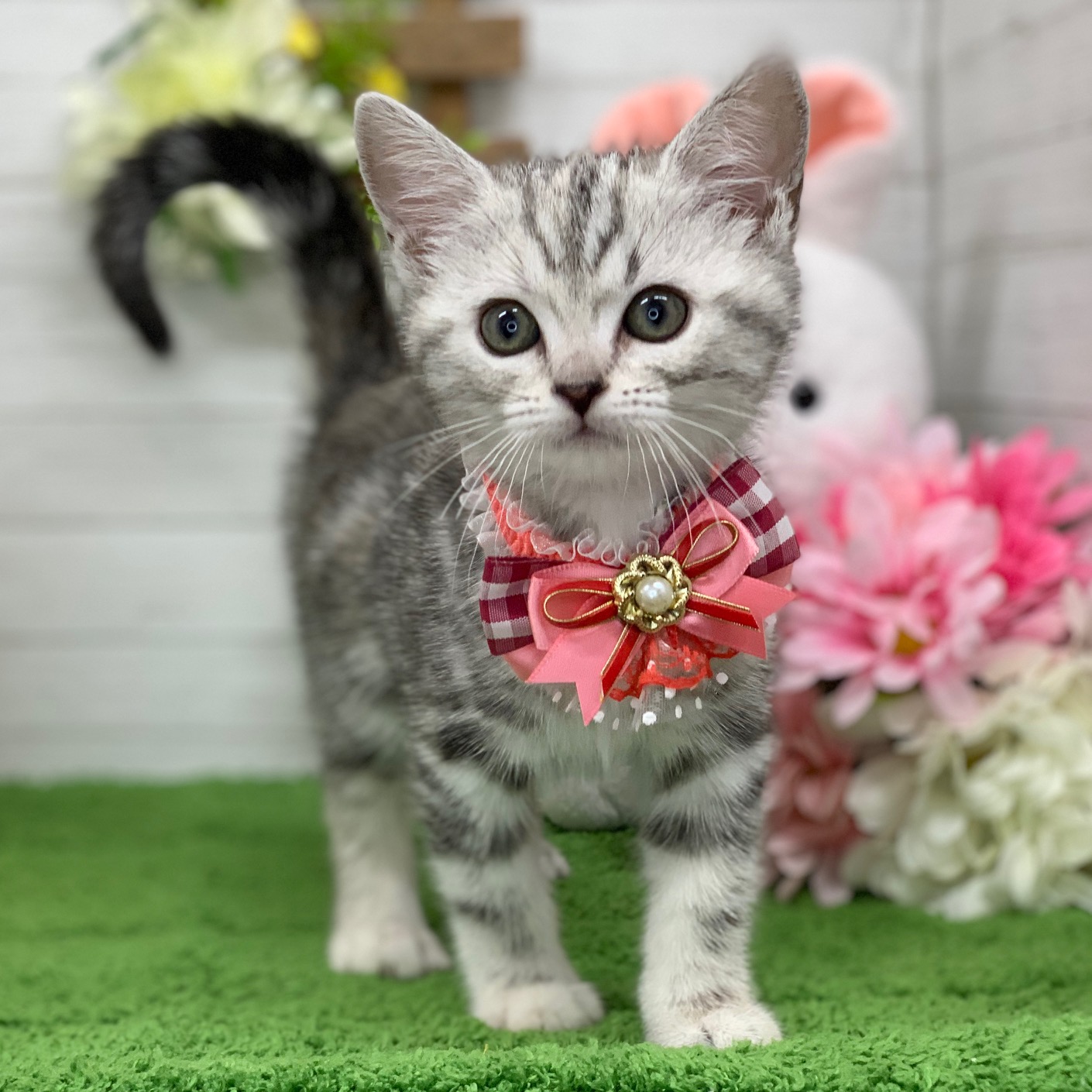 兵庫県のアメリカンショートヘアー (ペッツワン神戸ひよどり台店/2026年2月10日生まれ/女の子/シルバーパッチドタビー)の子猫