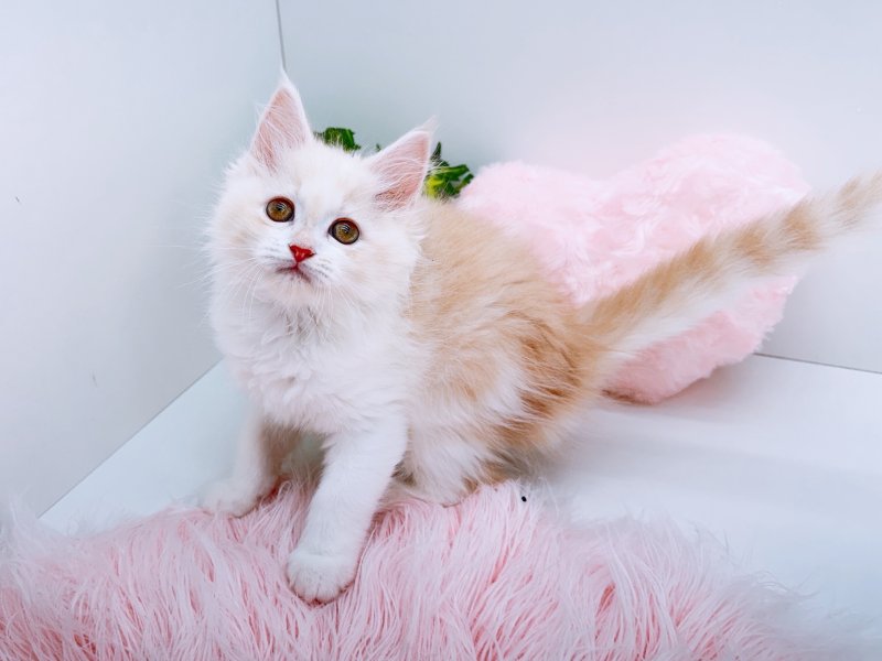 愛知県のサイベリアン (ペッツワン小牧店/2026年2月14日生まれ/男の子/クリームタビーホワイト)の子猫