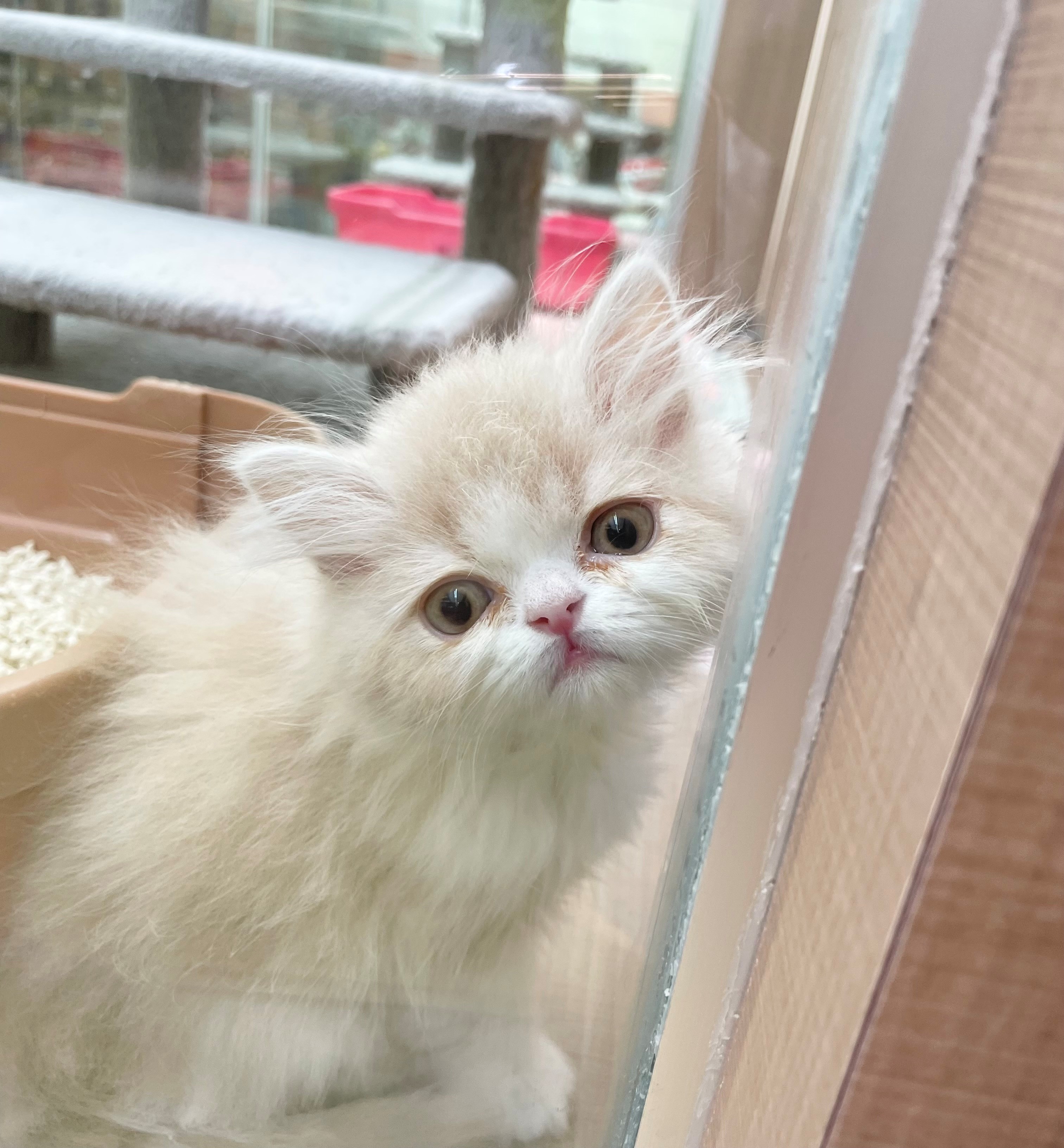 岐阜県のフォールデックス (ペッツワン可児店/2026年2月2日生まれ/男の子/クリームタビーホワイト)の子猫の2枚目の画像