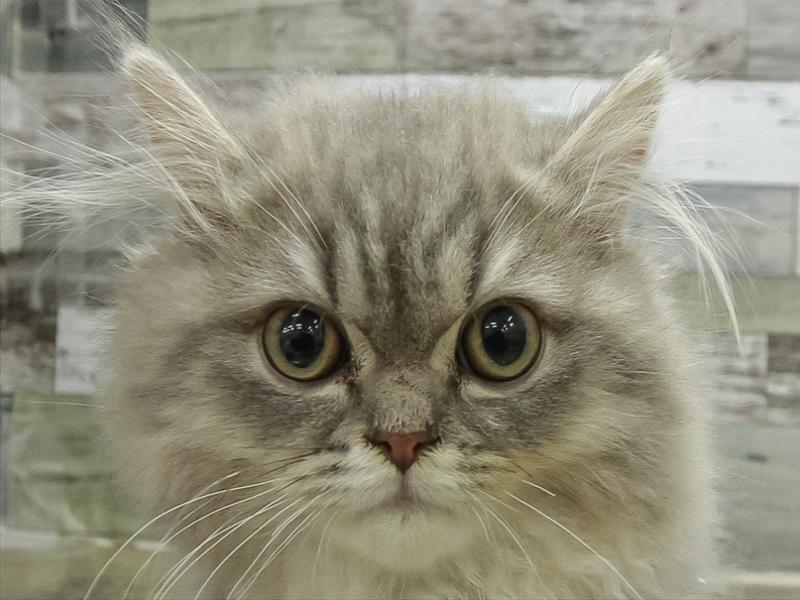 愛知県のペルシャ (ペッツワン小牧店/2026年1月23日生まれ/男の子/ブルー)の子猫