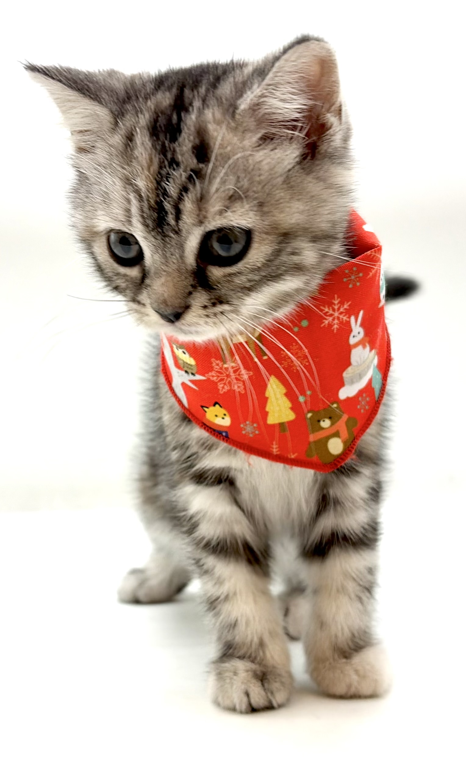 埼玉県のマンチカン (ペッツワン行田店/2026年2月12日生まれ/女の子/シルバーパッチドタビー)の子猫の2枚目の画像