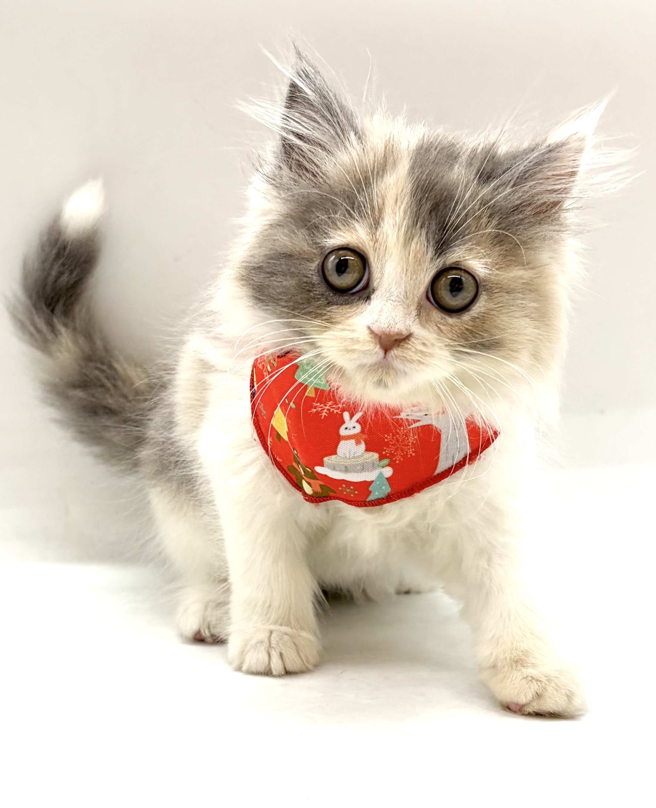 埼玉県のスコティッシュフォールド (ペッツワン行田店/2026年2月17日生まれ/女の子/ダイリュートキャリコ)の子猫の1枚目の画像