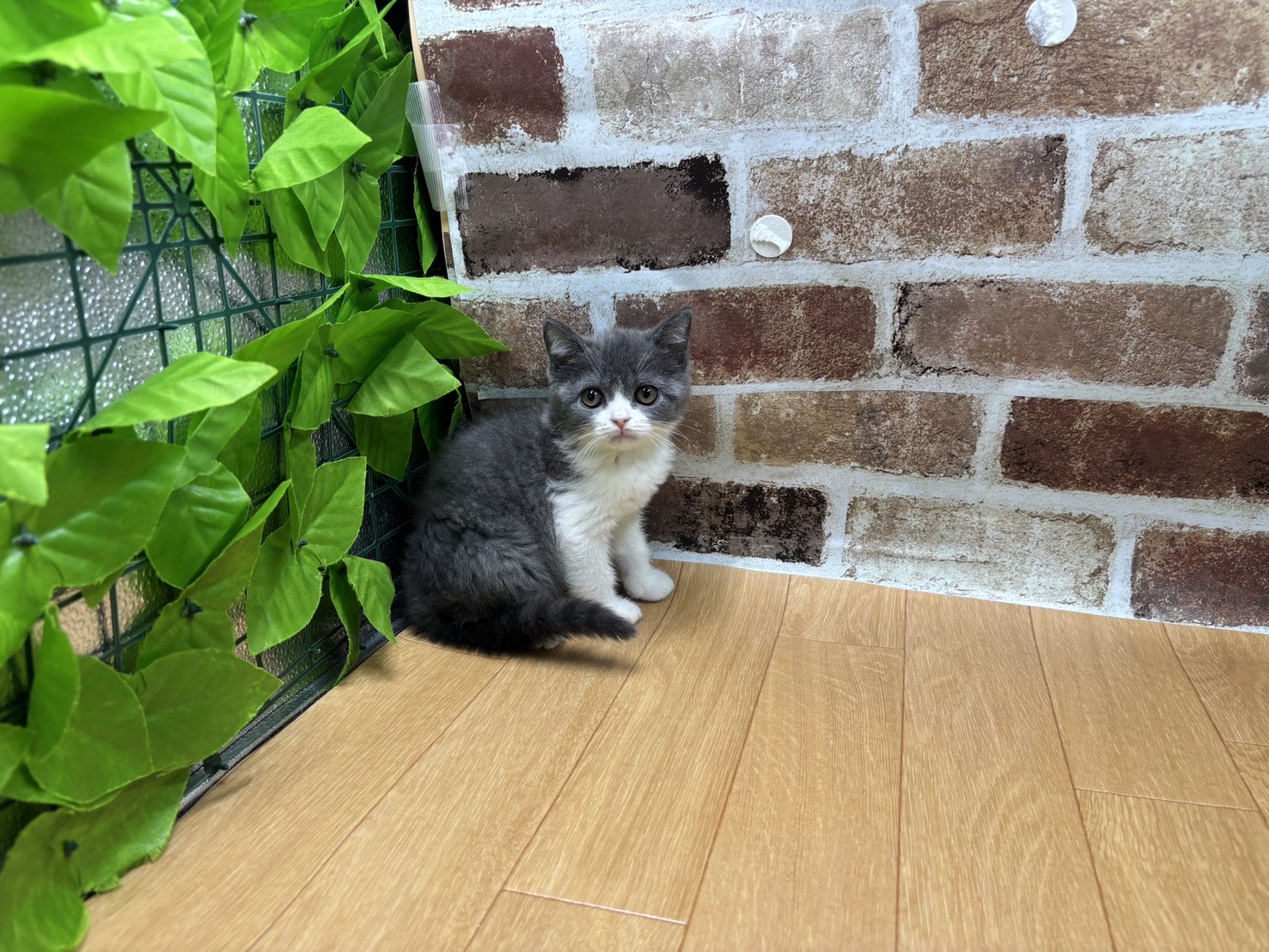 福島県のブリティッシュショートヘアー (ペッツワン白河モール店/2026年2月2日生まれ/女の子/ブルーホワイト)の子猫