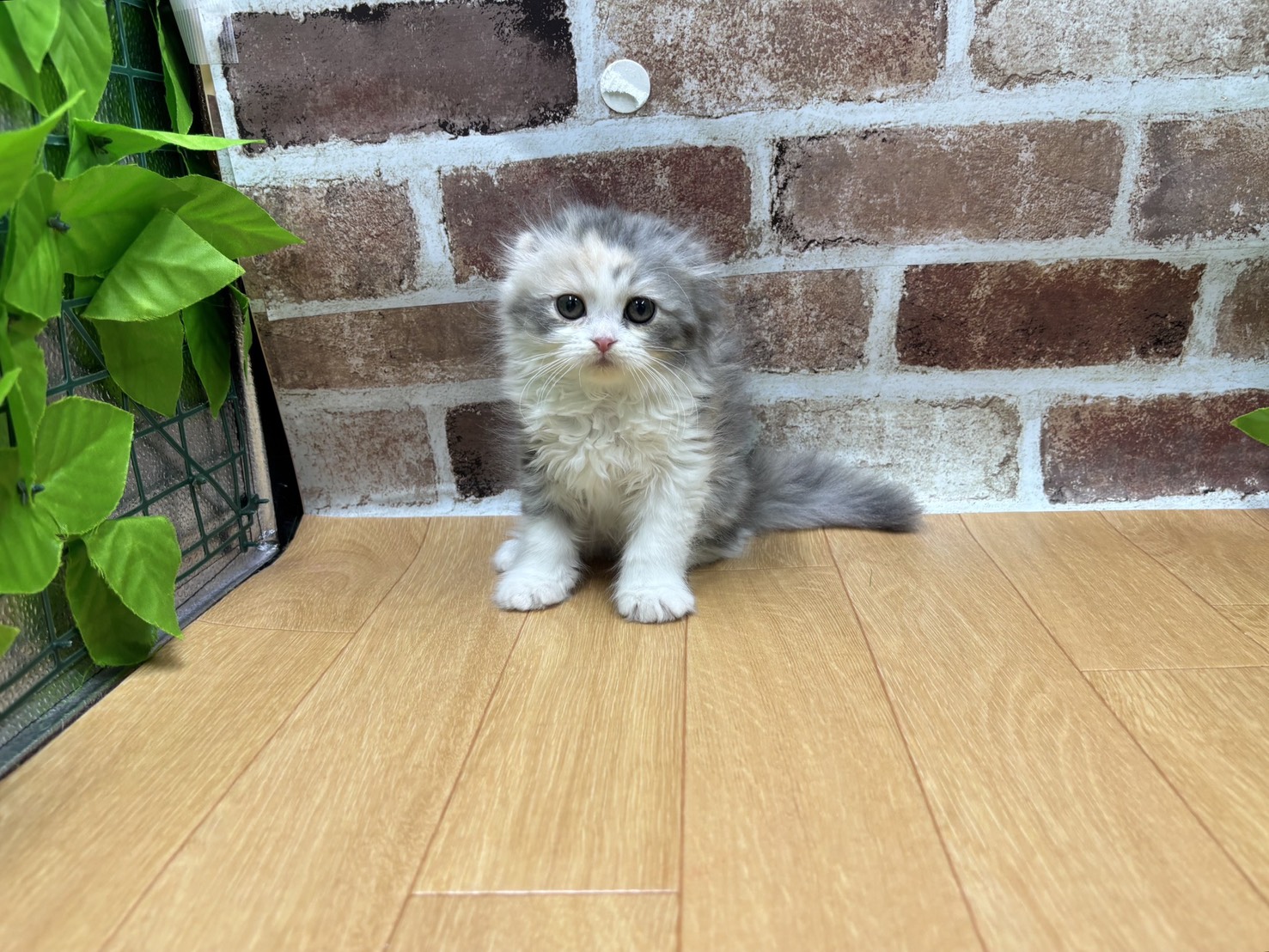福島県のスコティッシュフォールド (ペッツワン白河モール店/2026年2月5日生まれ/女の子/ダイリュートキャリコ)の子猫