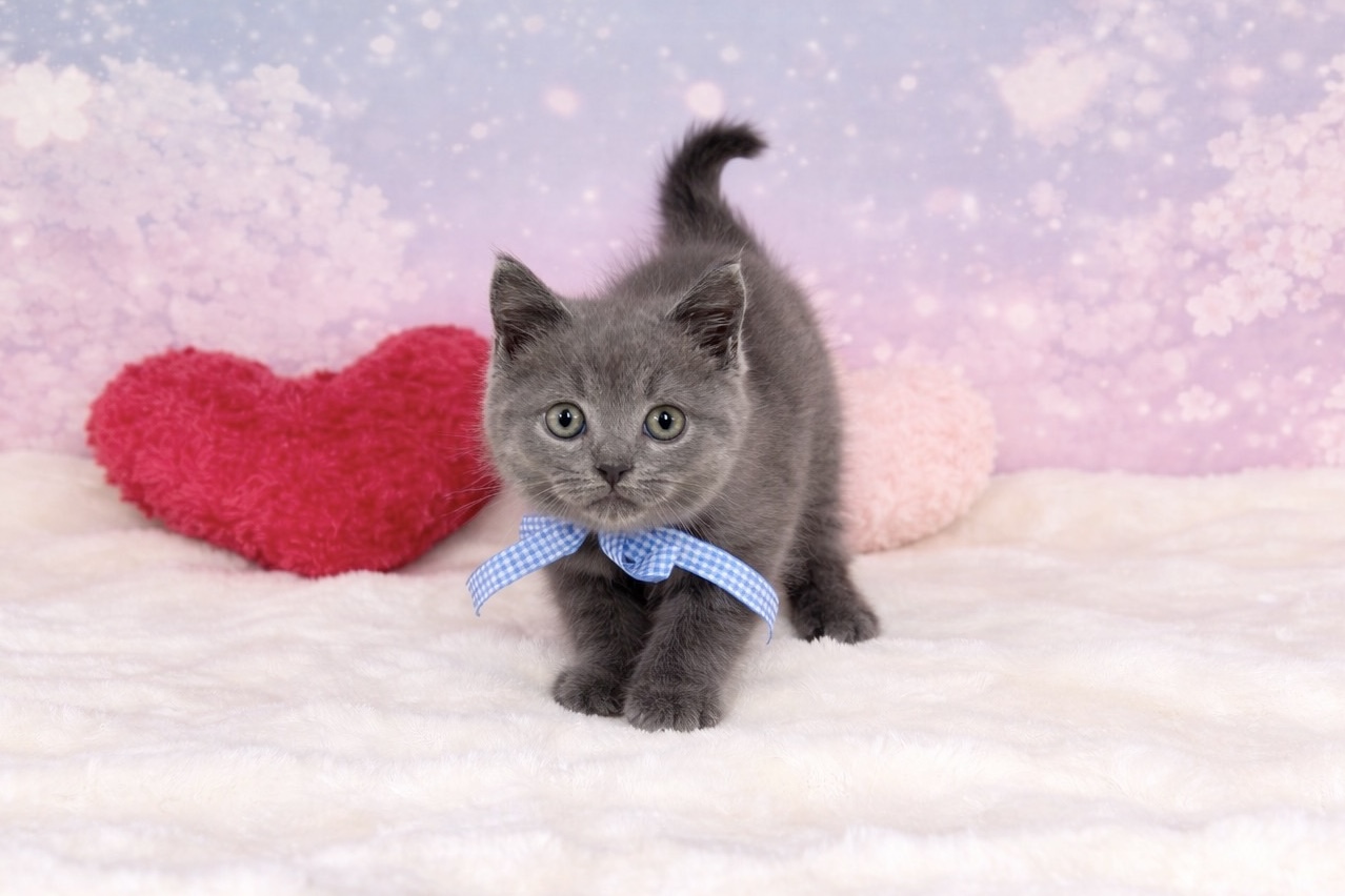 兵庫県のブリティッシュショートヘアー (ペッツワン神戸深江浜店/2026年2月8日生まれ/男の子/ブルー)の子猫