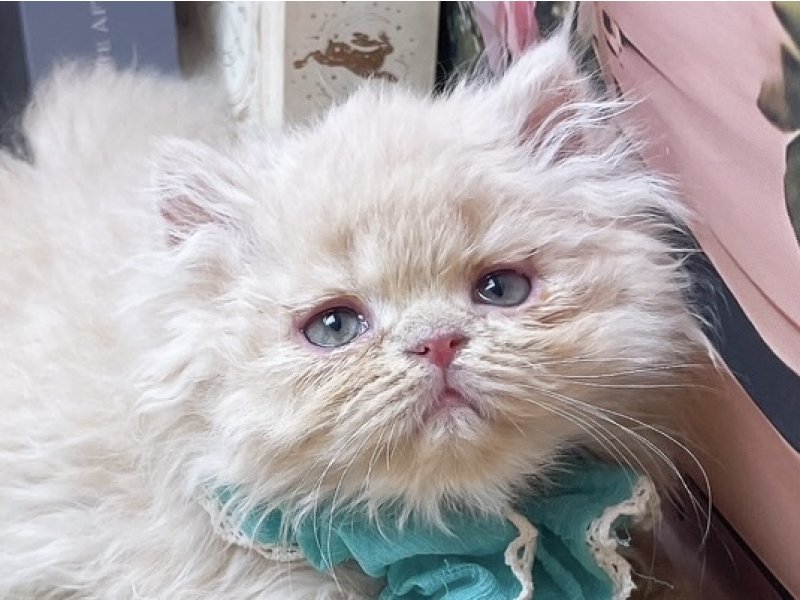 沖縄県のエキゾチック (ペッツワンFCあがり浜店/2025年10月26日生まれ/男の子/クリームタビー)の子猫